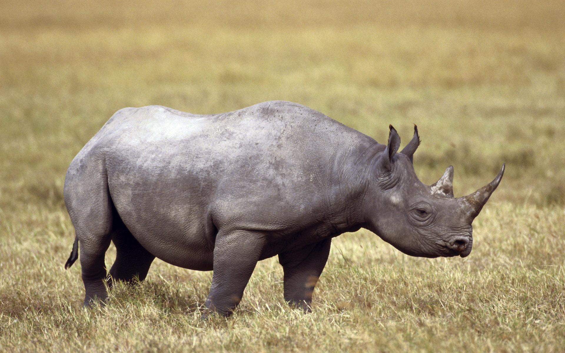 Black Rhinoceros Wallpapers Wallpaper Cave