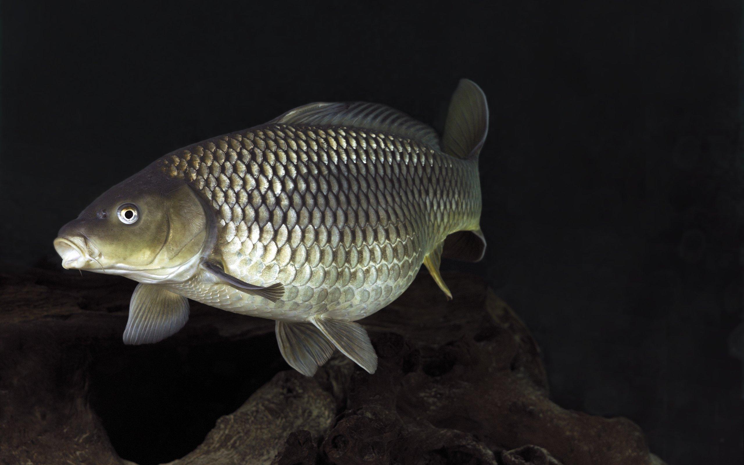 Common Carp Wallpapers Wallpaper Cave