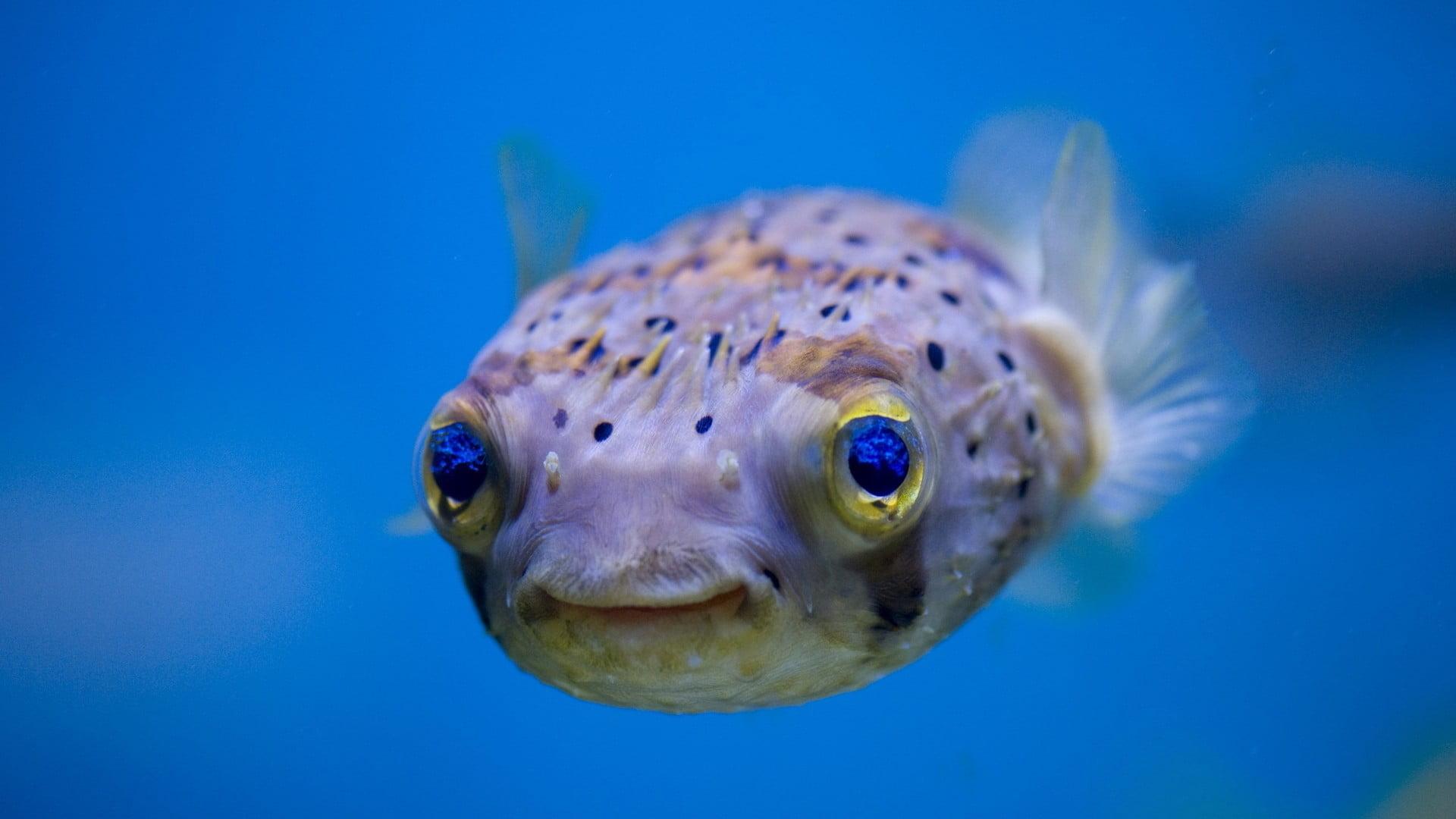 Pufferfish Wallpapers Wallpaper Cave