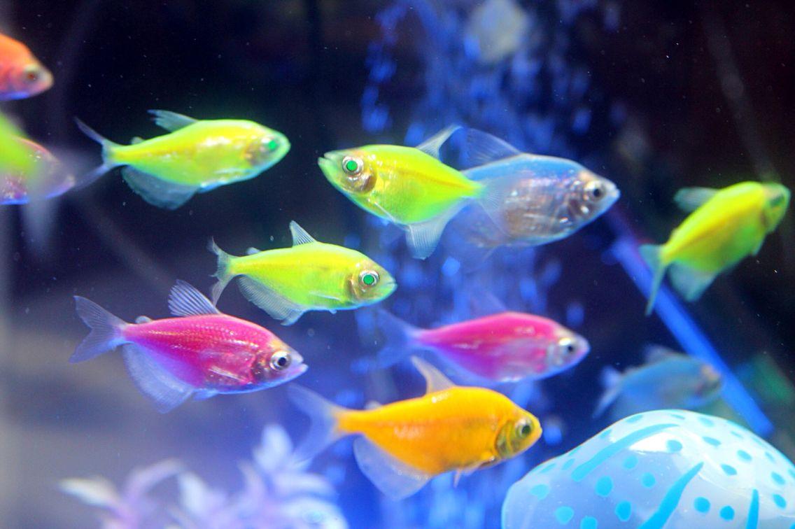 Neon Tetra Wallpapers Wallpaper Cave