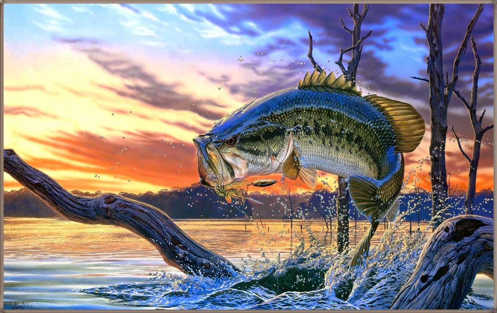 Salmon Fish Wallpapers Wallpaper Cave
