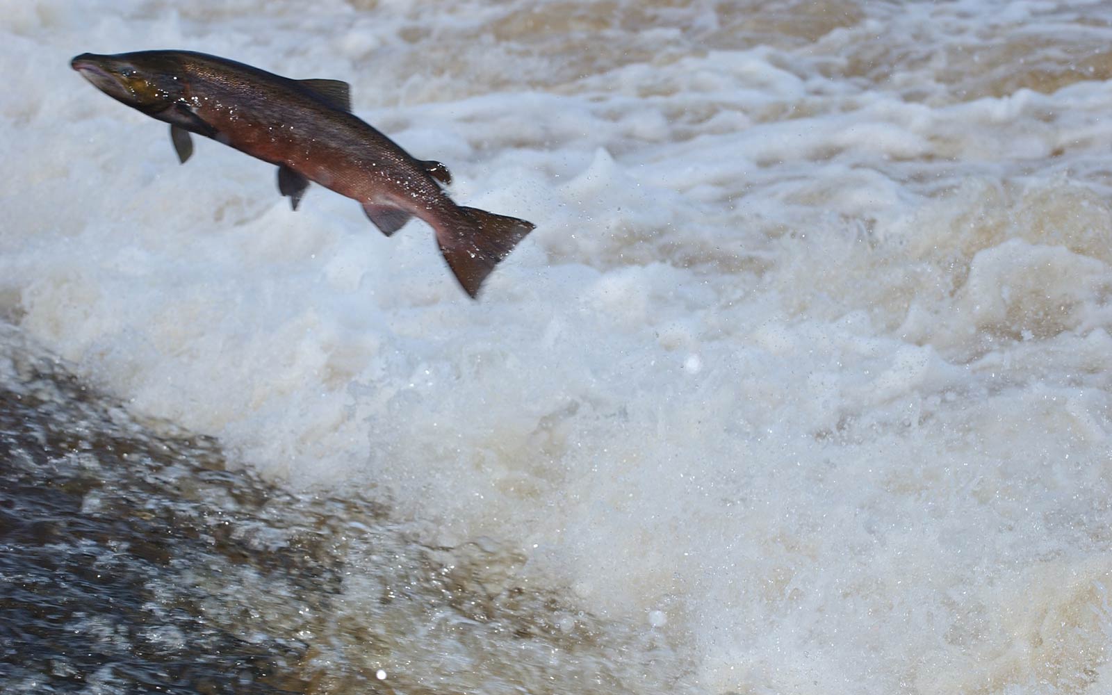 Salmon Fish Wallpapers Wallpaper Cave