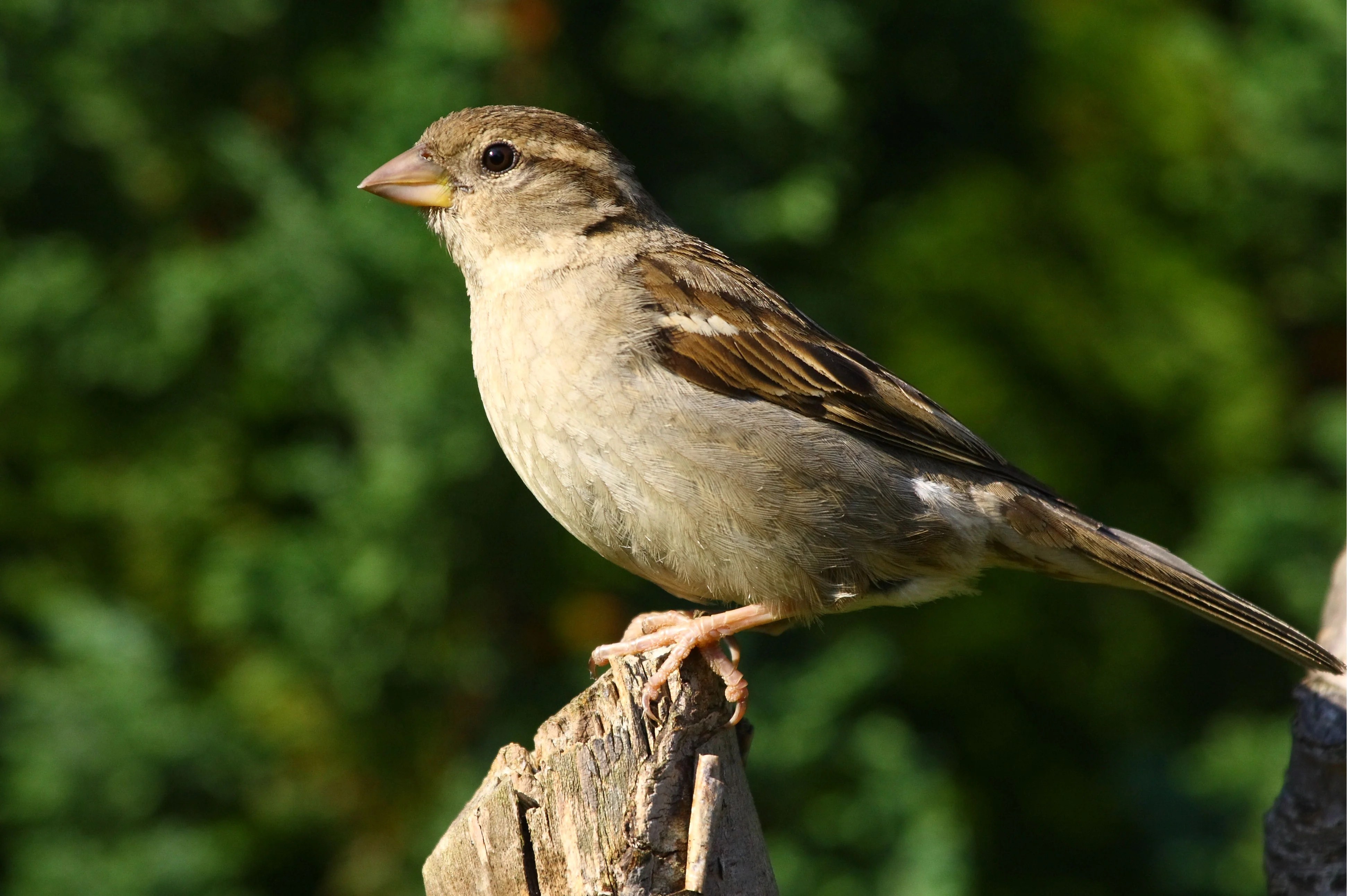 House Sparrow Wallpapers Wallpaper Cave