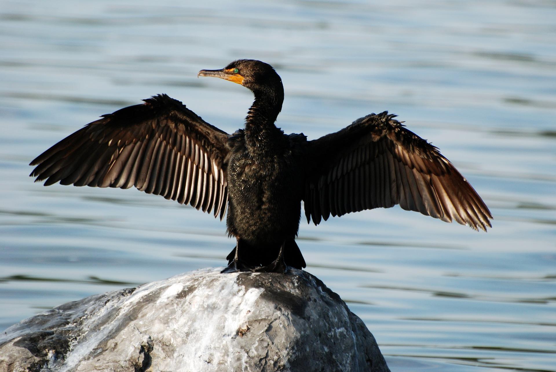 Cormorant Wallpapers Wallpaper Cave
