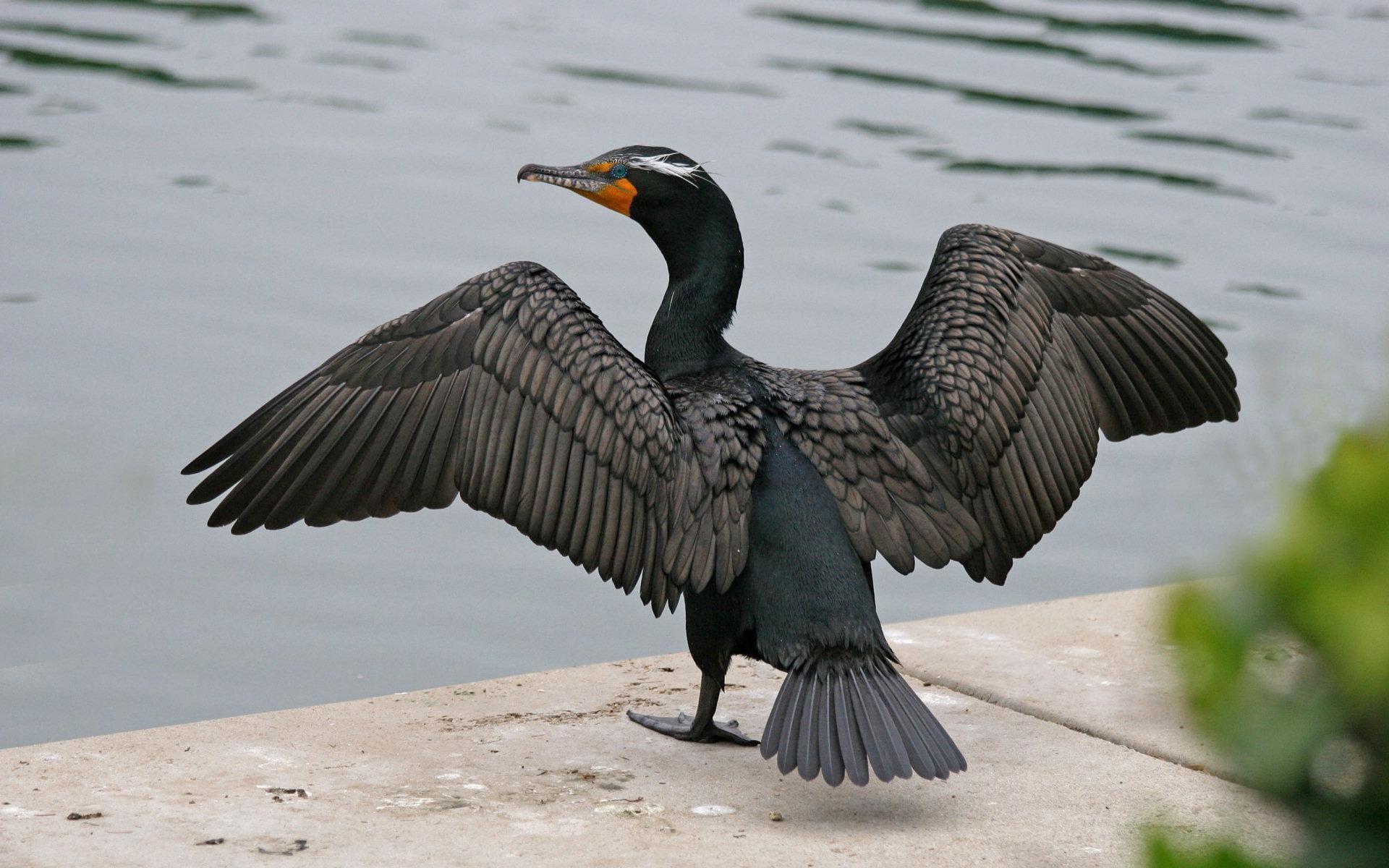 Cormorant Wallpapers Wallpaper Cave