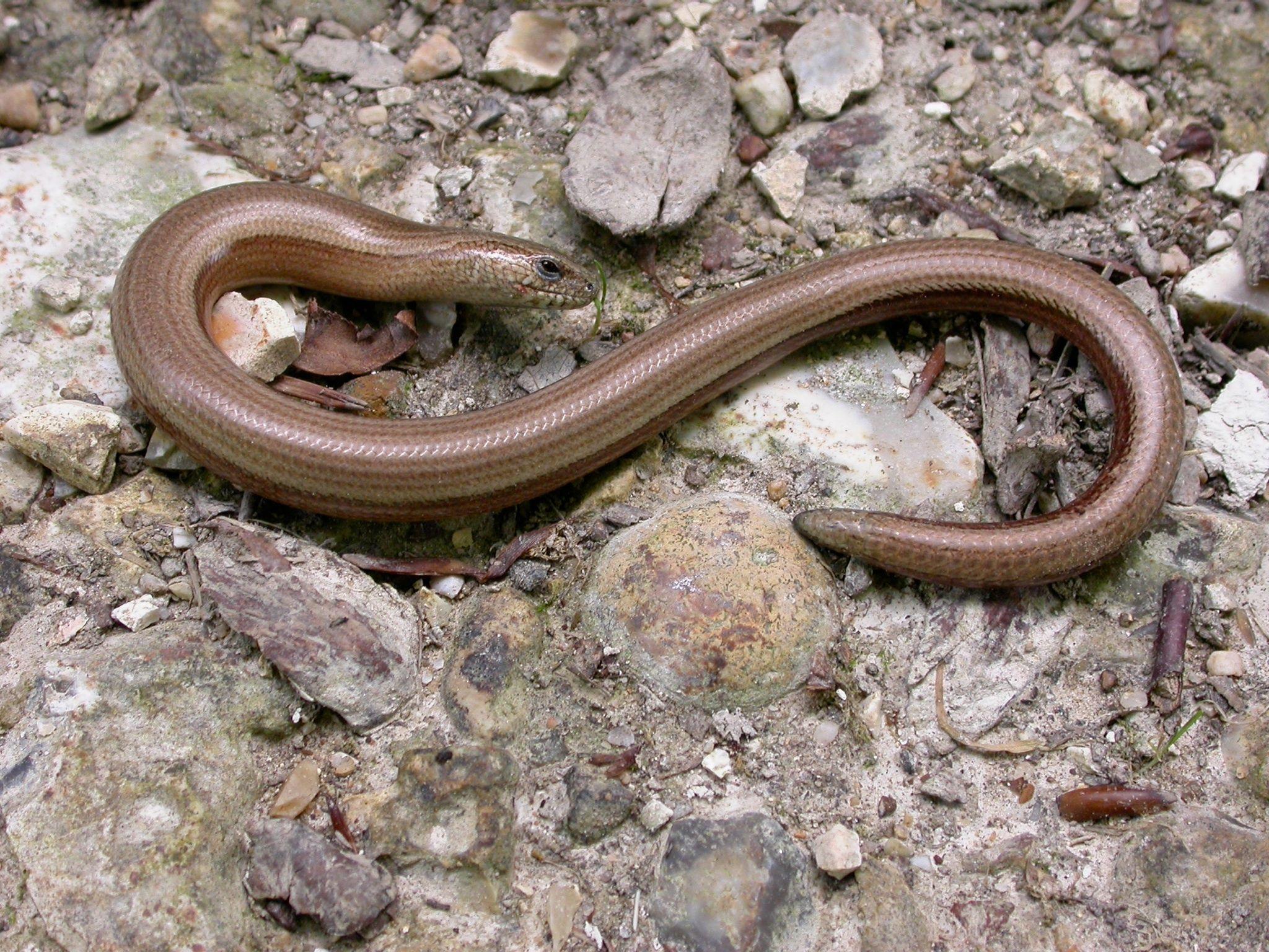 Worm Lizards Wallpapers Wallpaper Cave