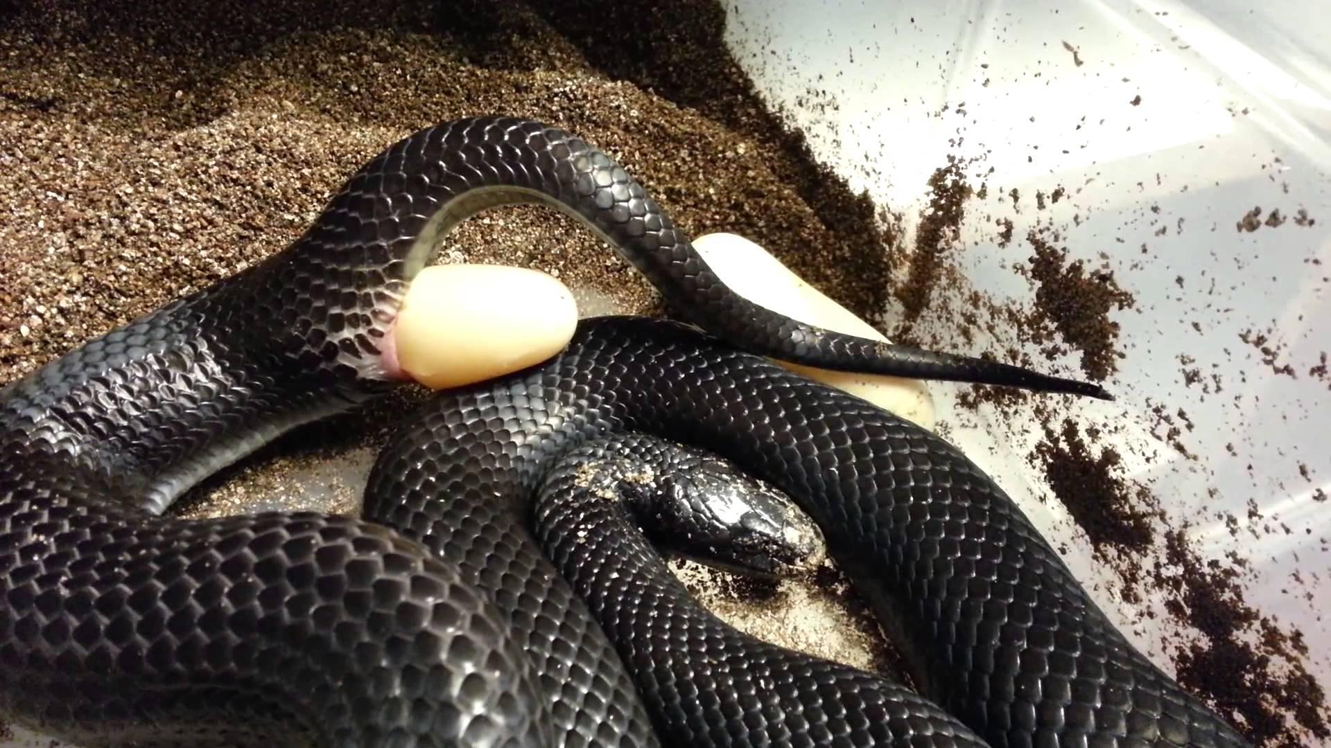 Kingsnakes Wallpapers Wallpaper Cave