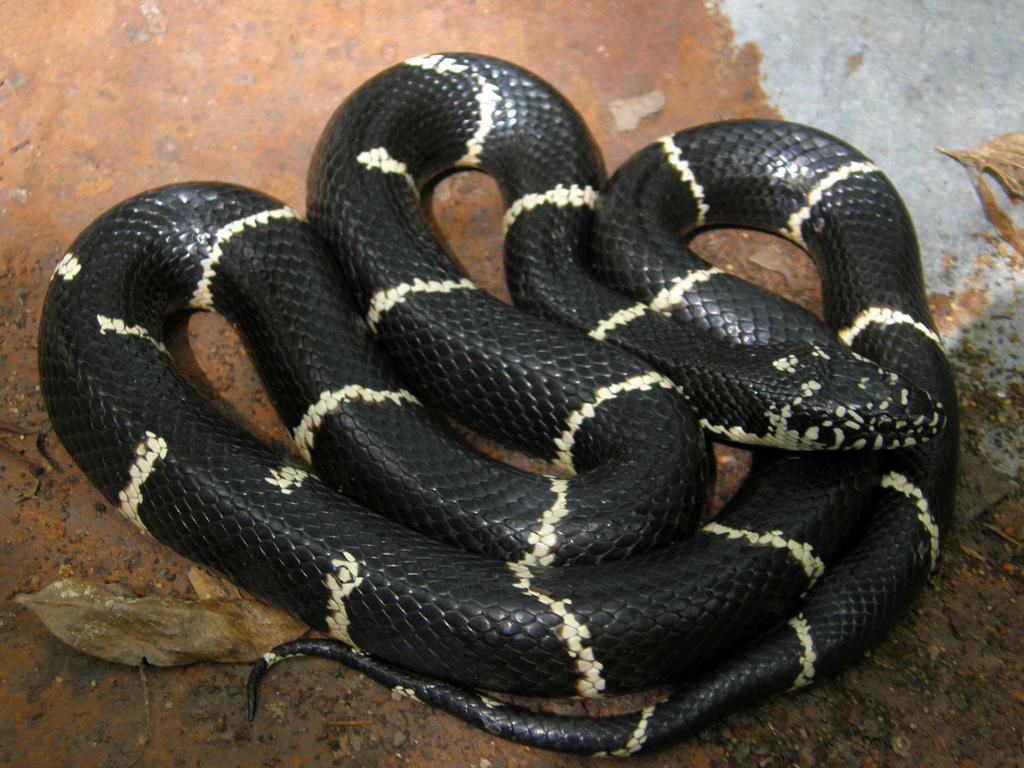 Kingsnakes Wallpapers Wallpaper Cave
