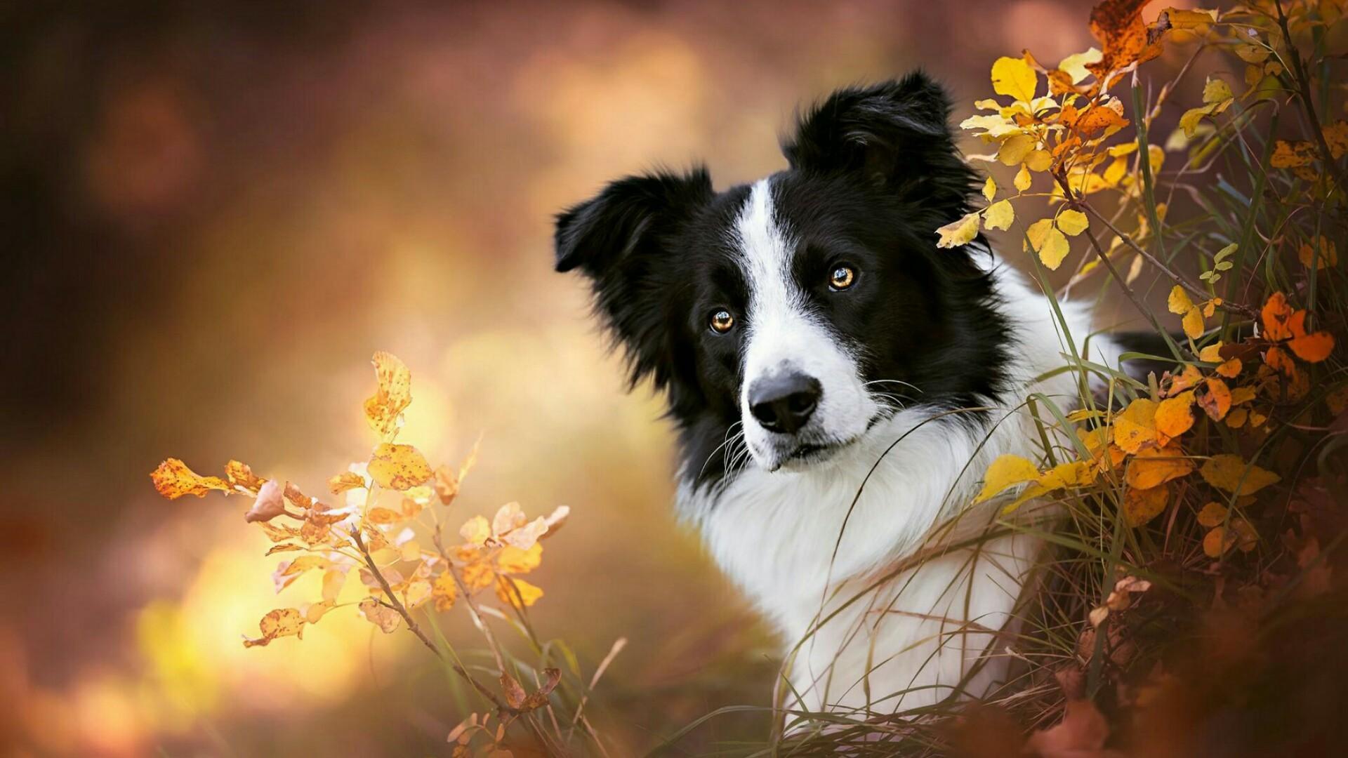 Collie Wallpapers Wallpaper Cave