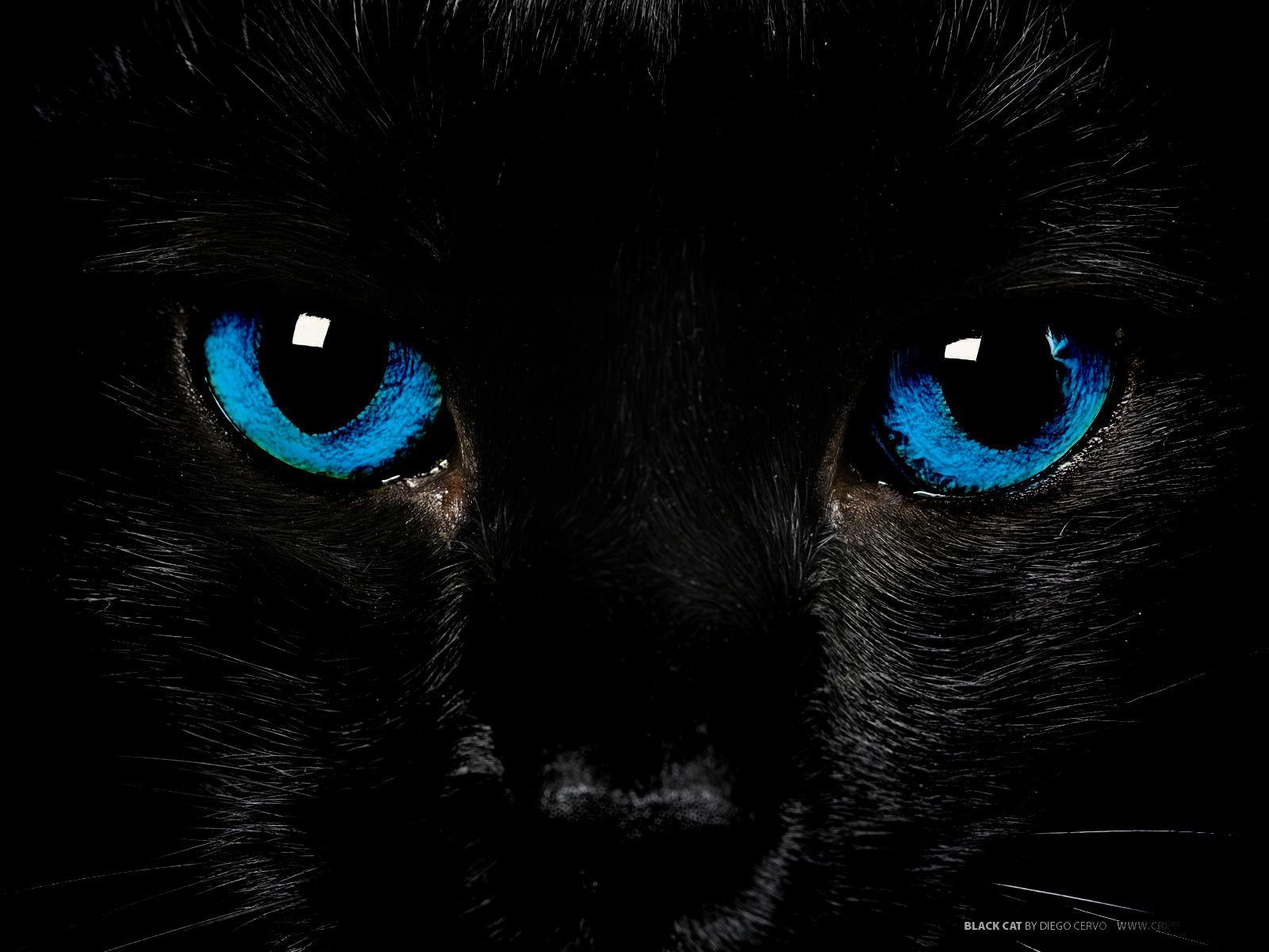 Blue Eyes Cat Wallpapers Wallpaper Cave