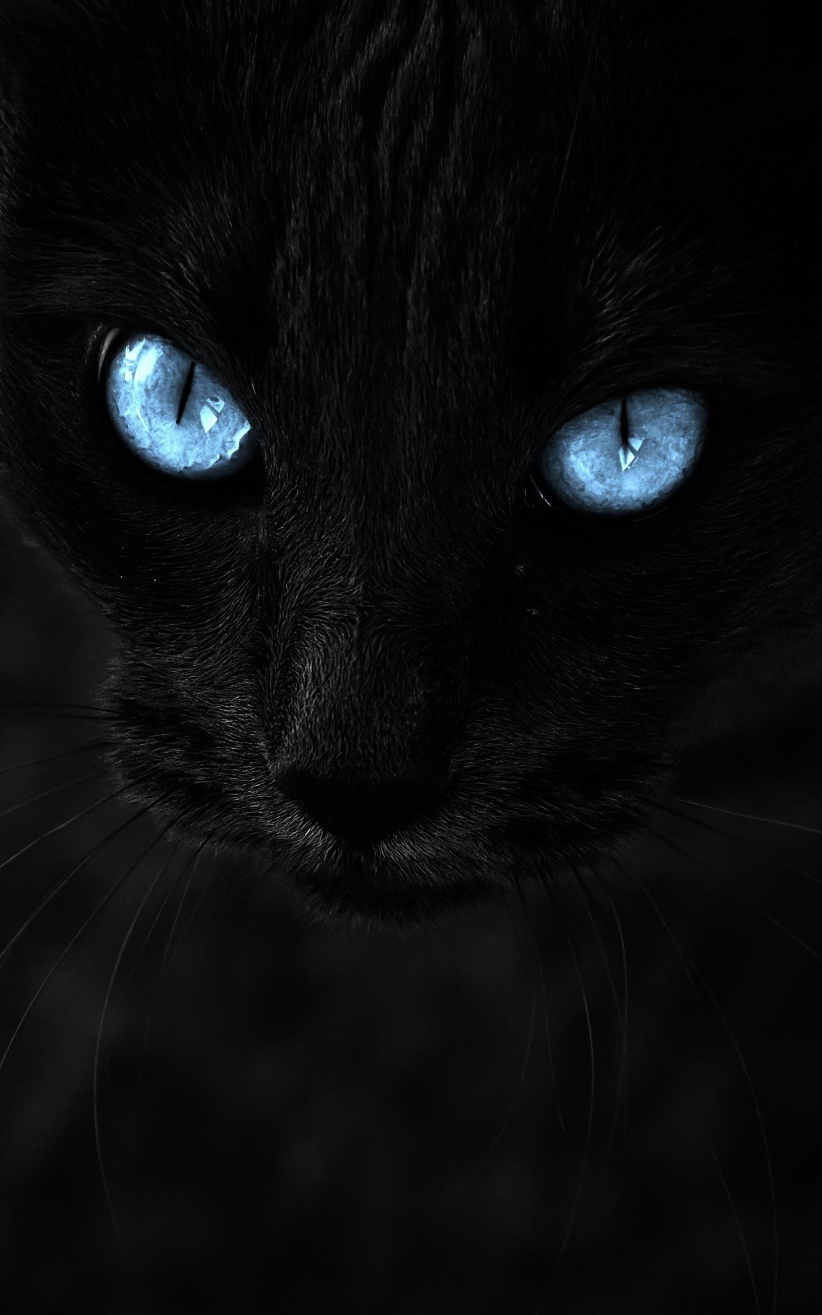 Blue Cat Wallpapers Wallpaper Cave