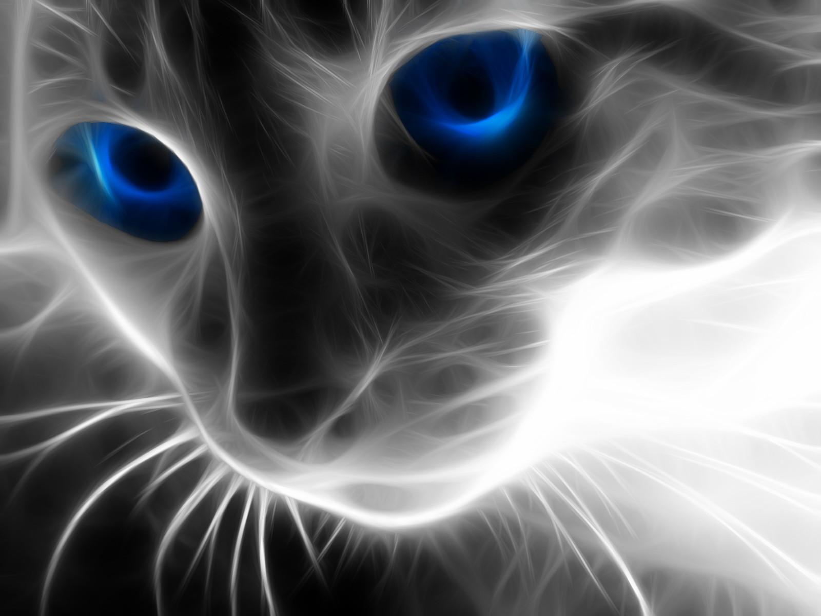 Blue Eyes Cat Wallpapers Wallpaper Cave