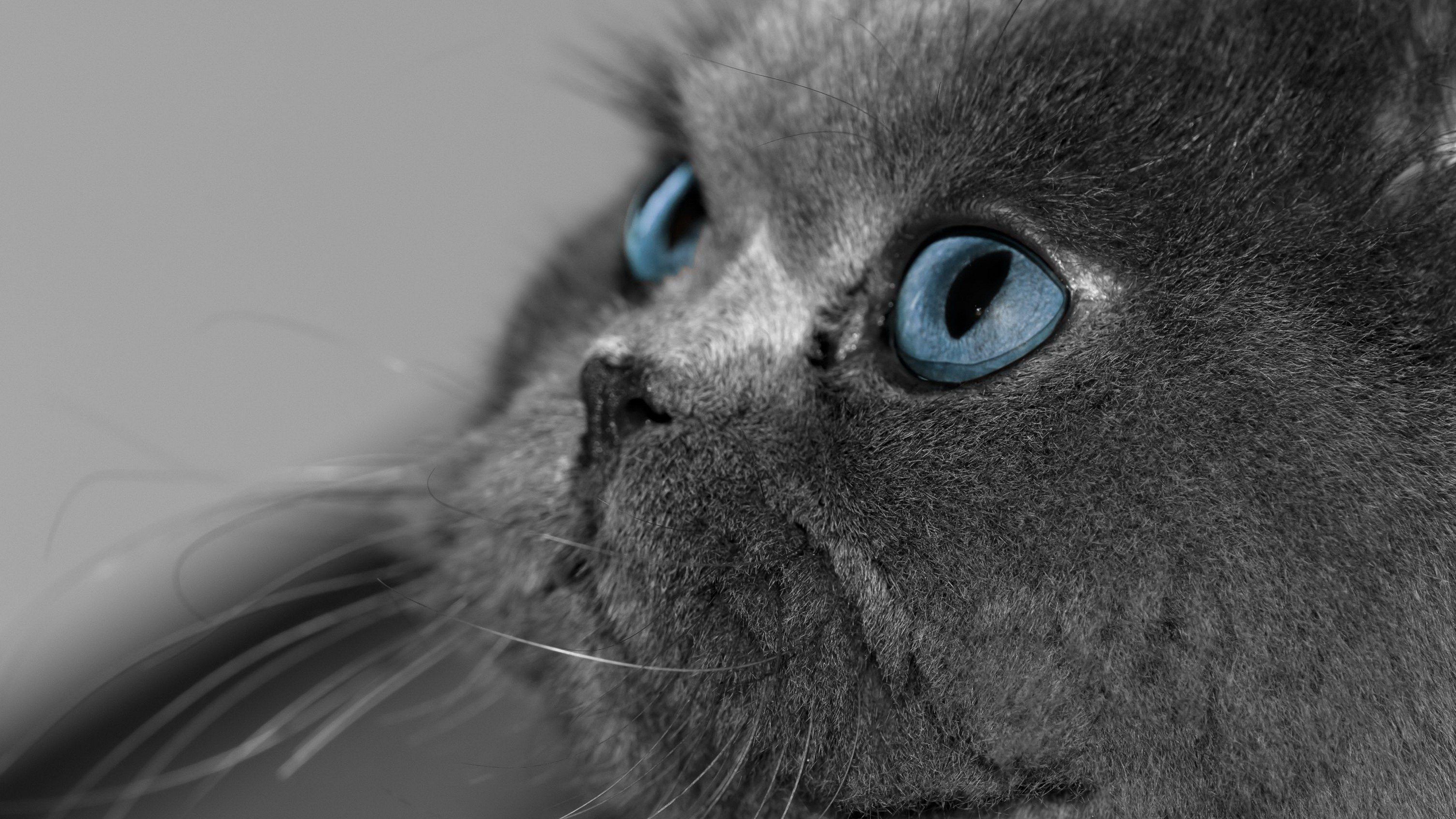 Blue Eyes Cat Wallpapers Wallpaper Cave