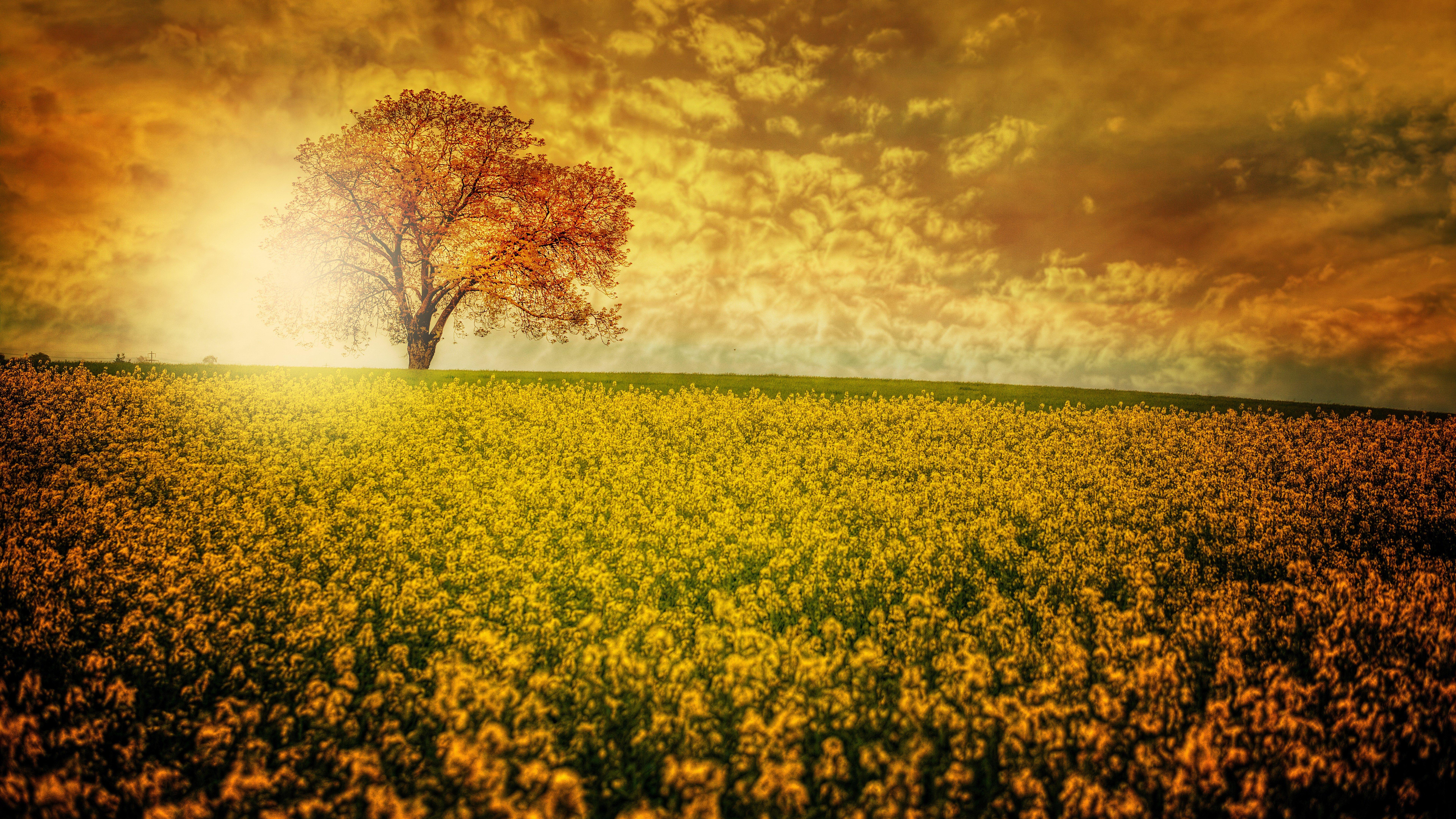 Flower Field Ultra HD Wallpapers Wallpaper Cave