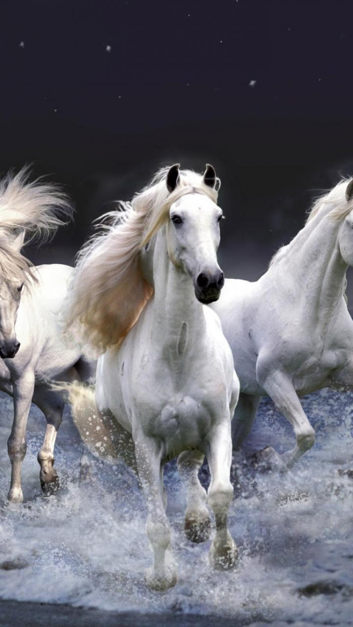 Running Horse Mobile HD Wallpapers Wallpaper Cave
