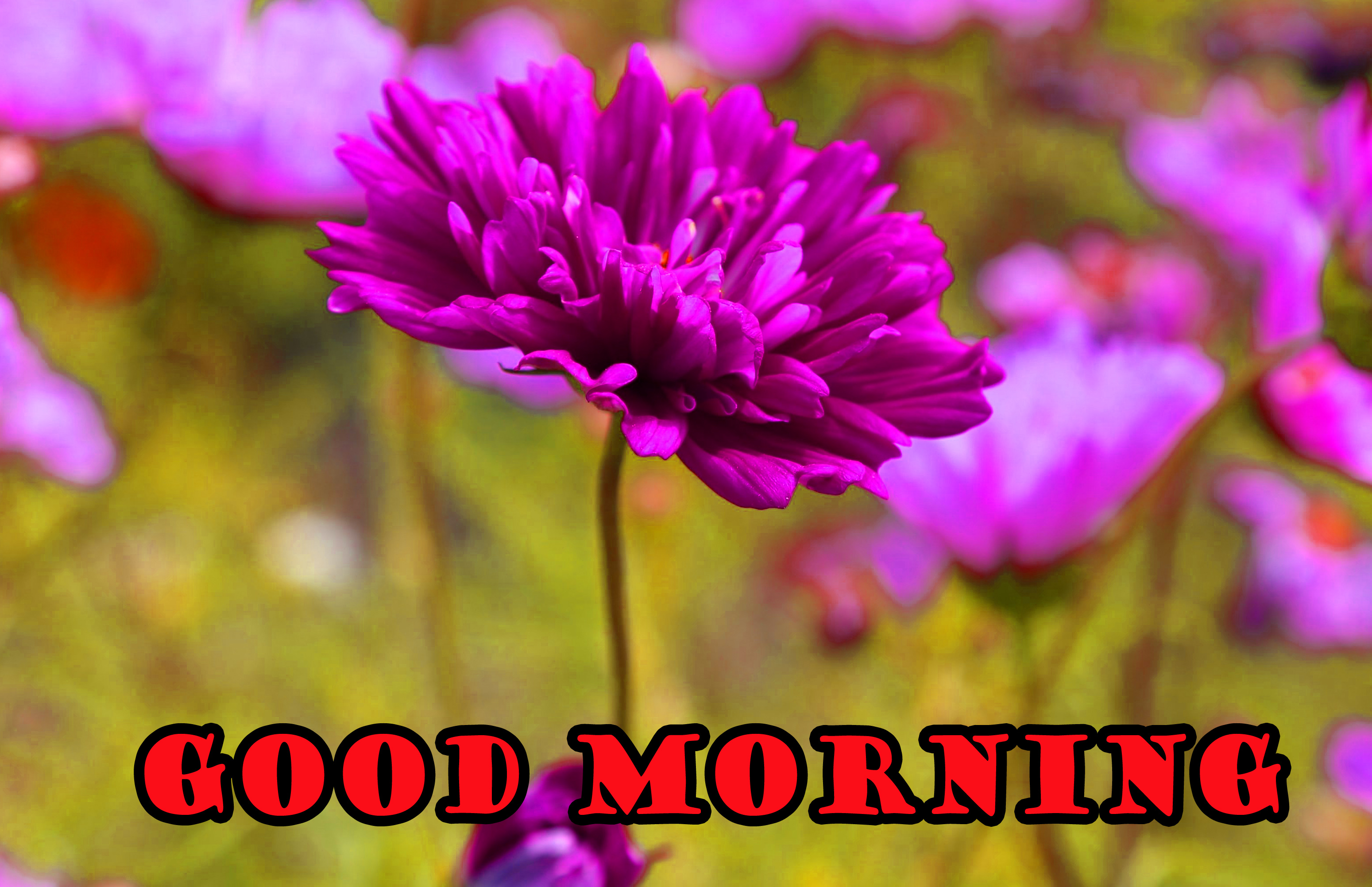 Flower Good Morning Hd Wallpaper / 131+ Tuesday Good Morning Quotes