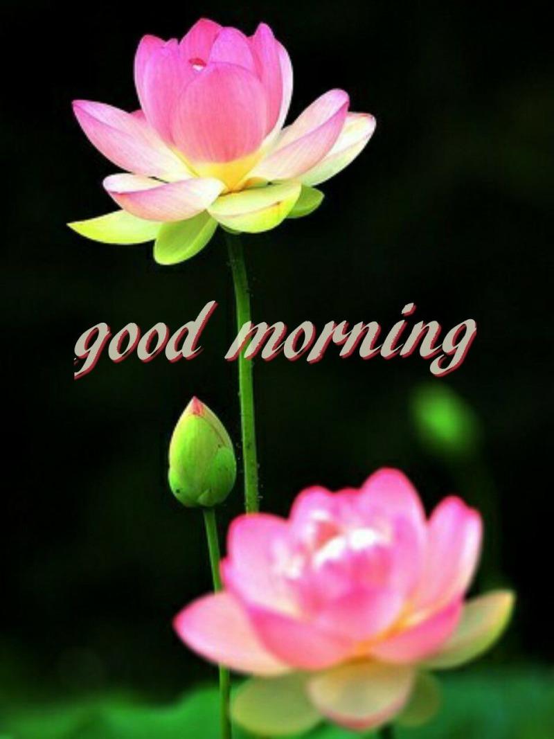 Morning Flower Wallpapers Wallpaper Cave