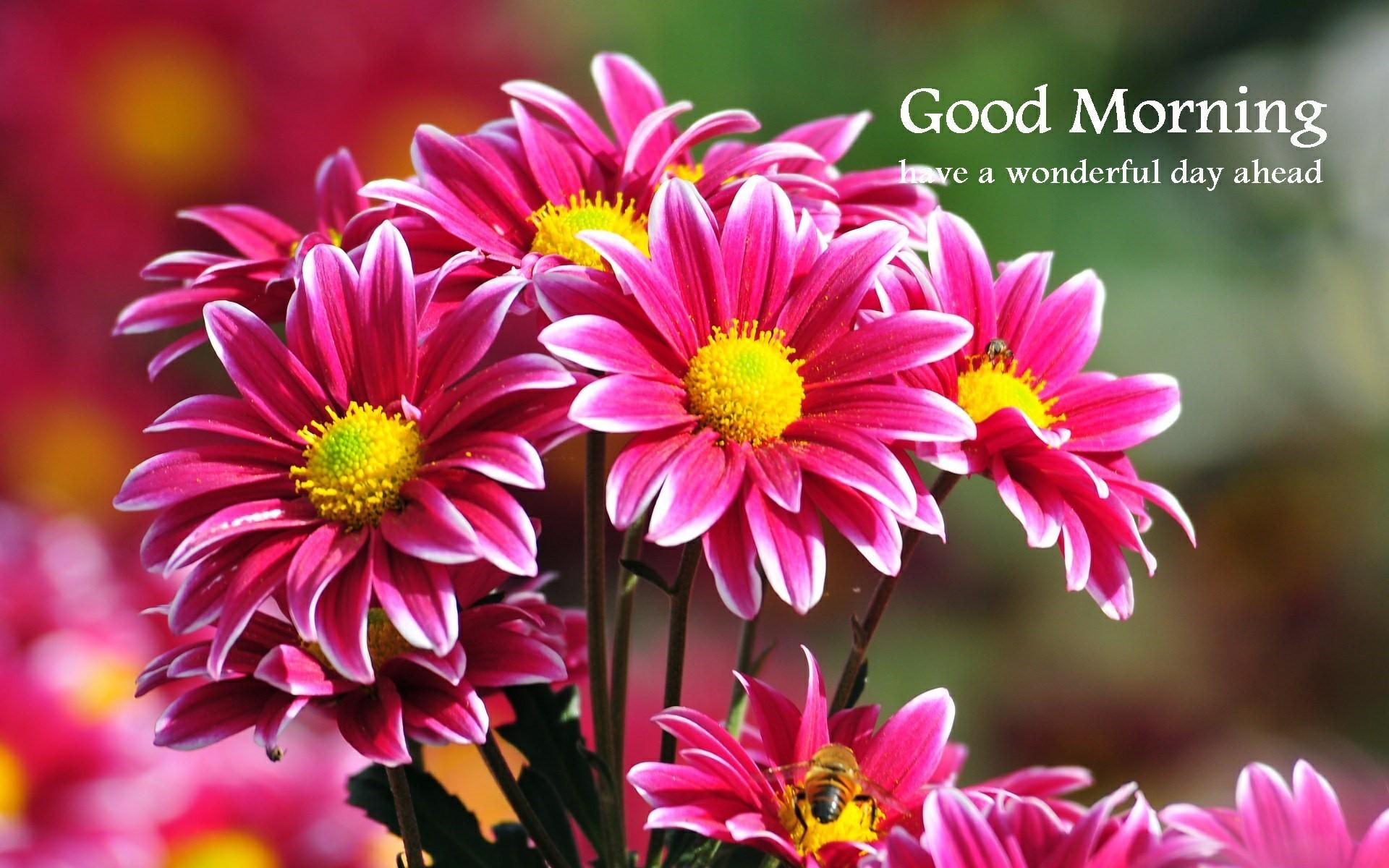 Morning Flower Wallpapers Wallpaper Cave