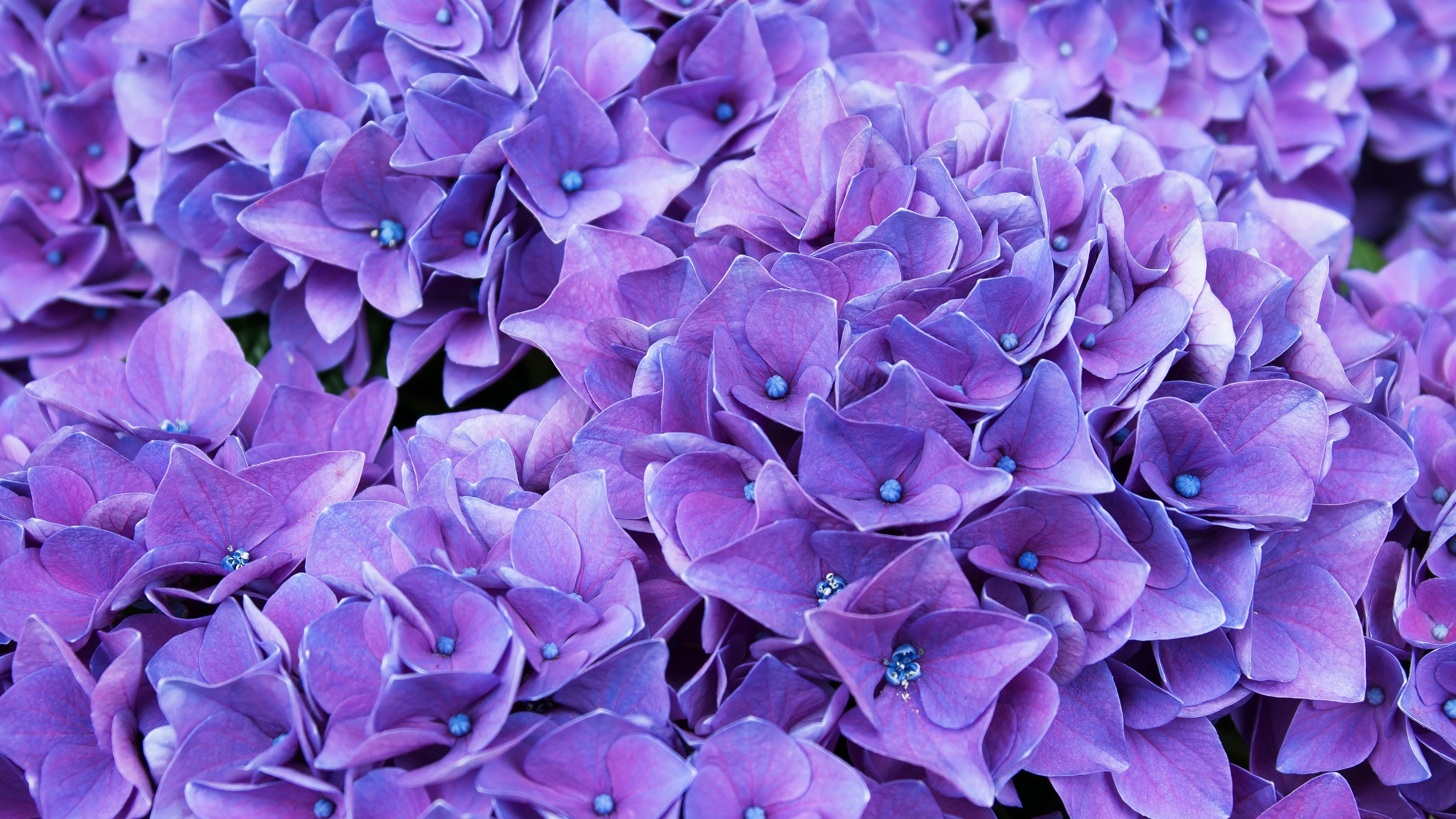 Violet Flower 4k Wallpapers Wallpaper Cave