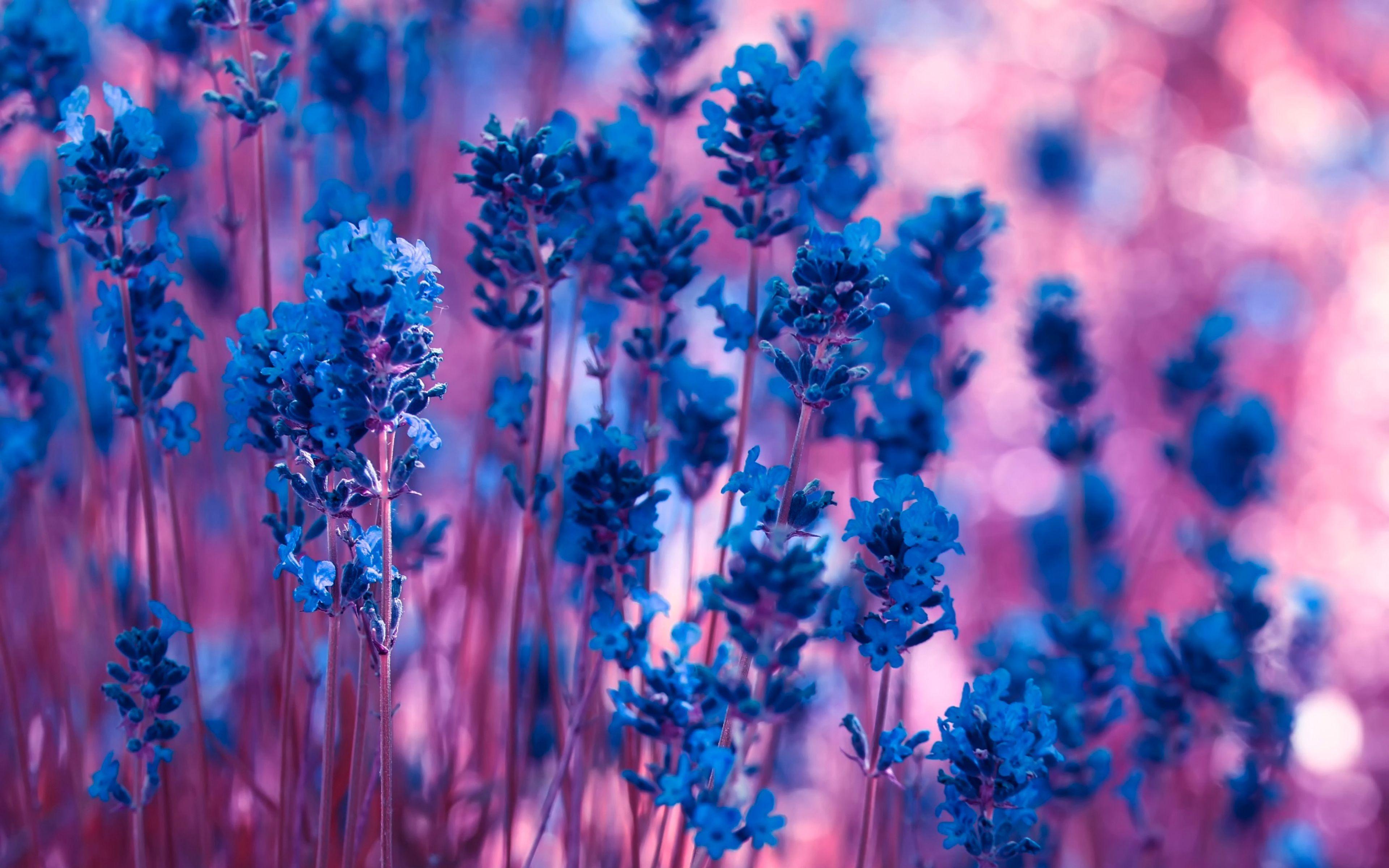 Violet Flower 4k Wallpapers Wallpaper Cave