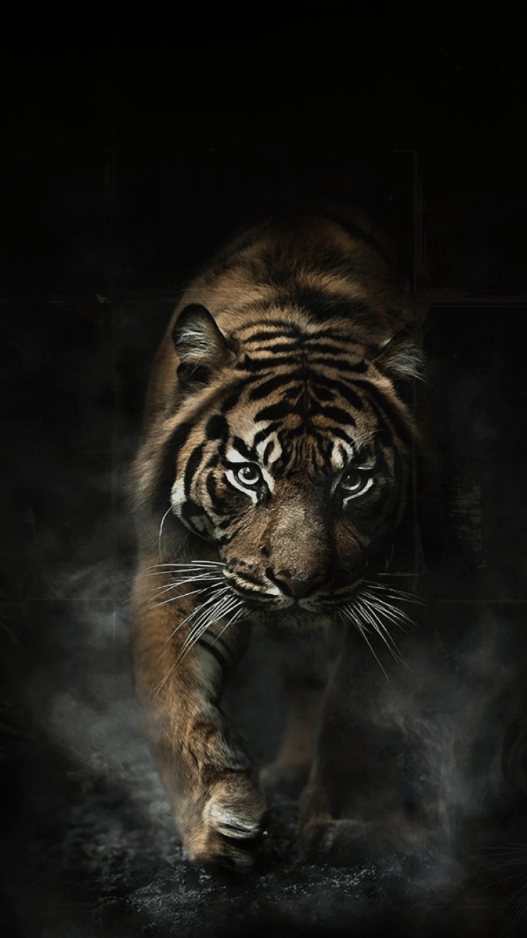 Tigers 4k Mobile Wallpapers Wallpaper Cave