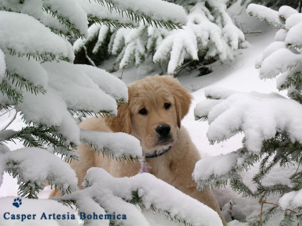 Winter Puppies Wallpapers Wallpaper Cave