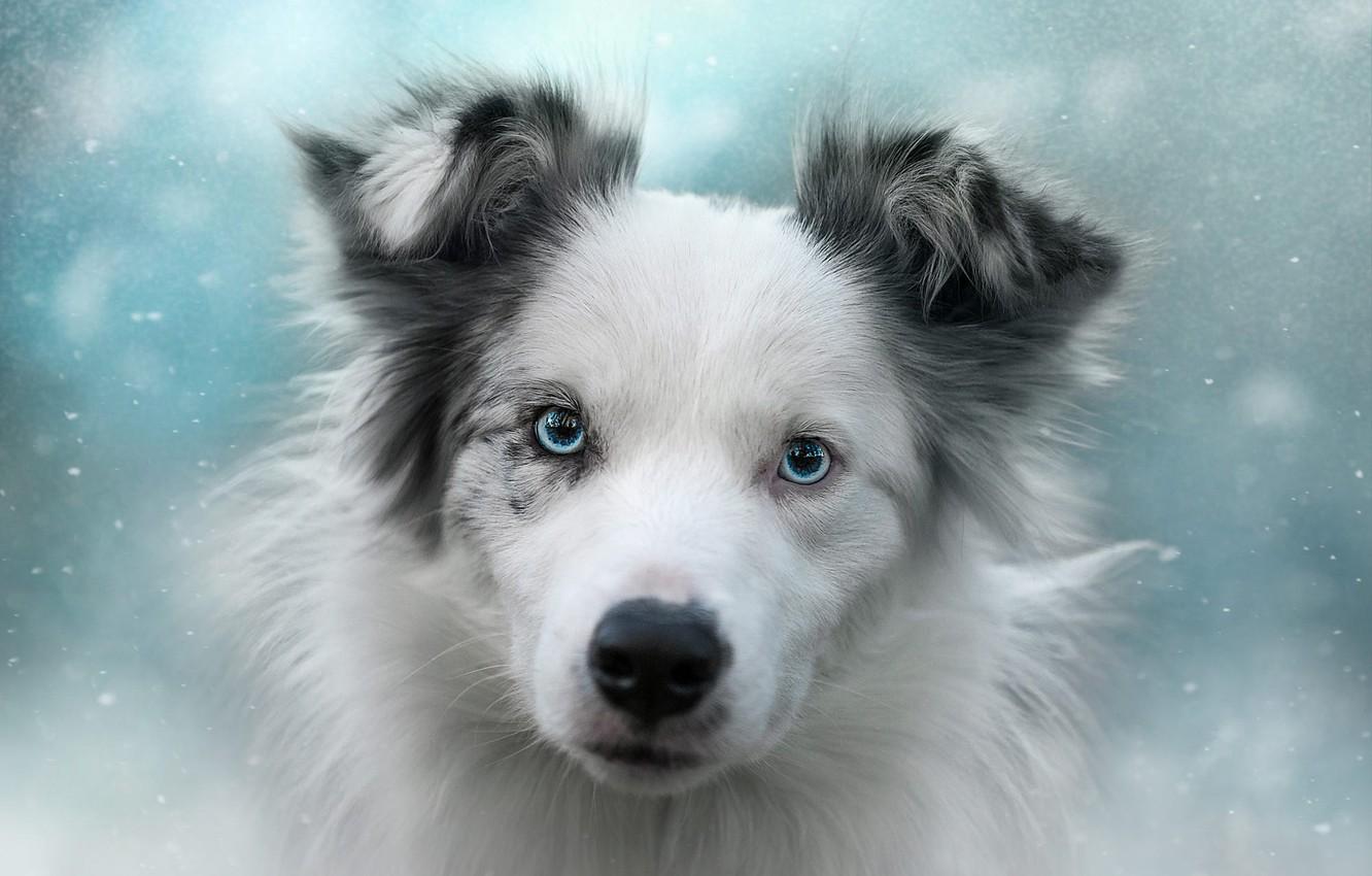 Winter Puppies Wallpapers Wallpaper Cave