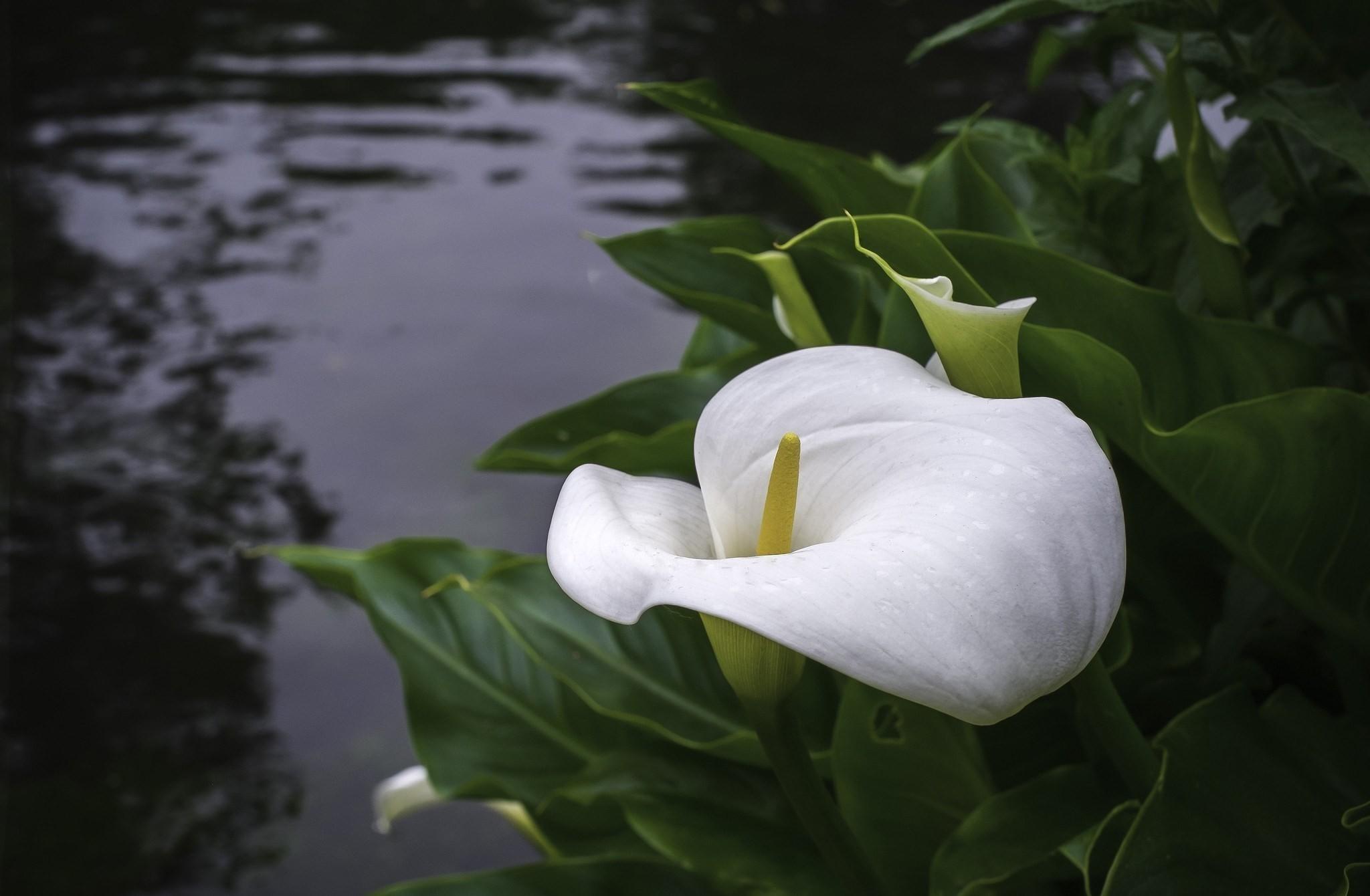 Calla Lilies Computers Wallpapers Wallpaper Cave