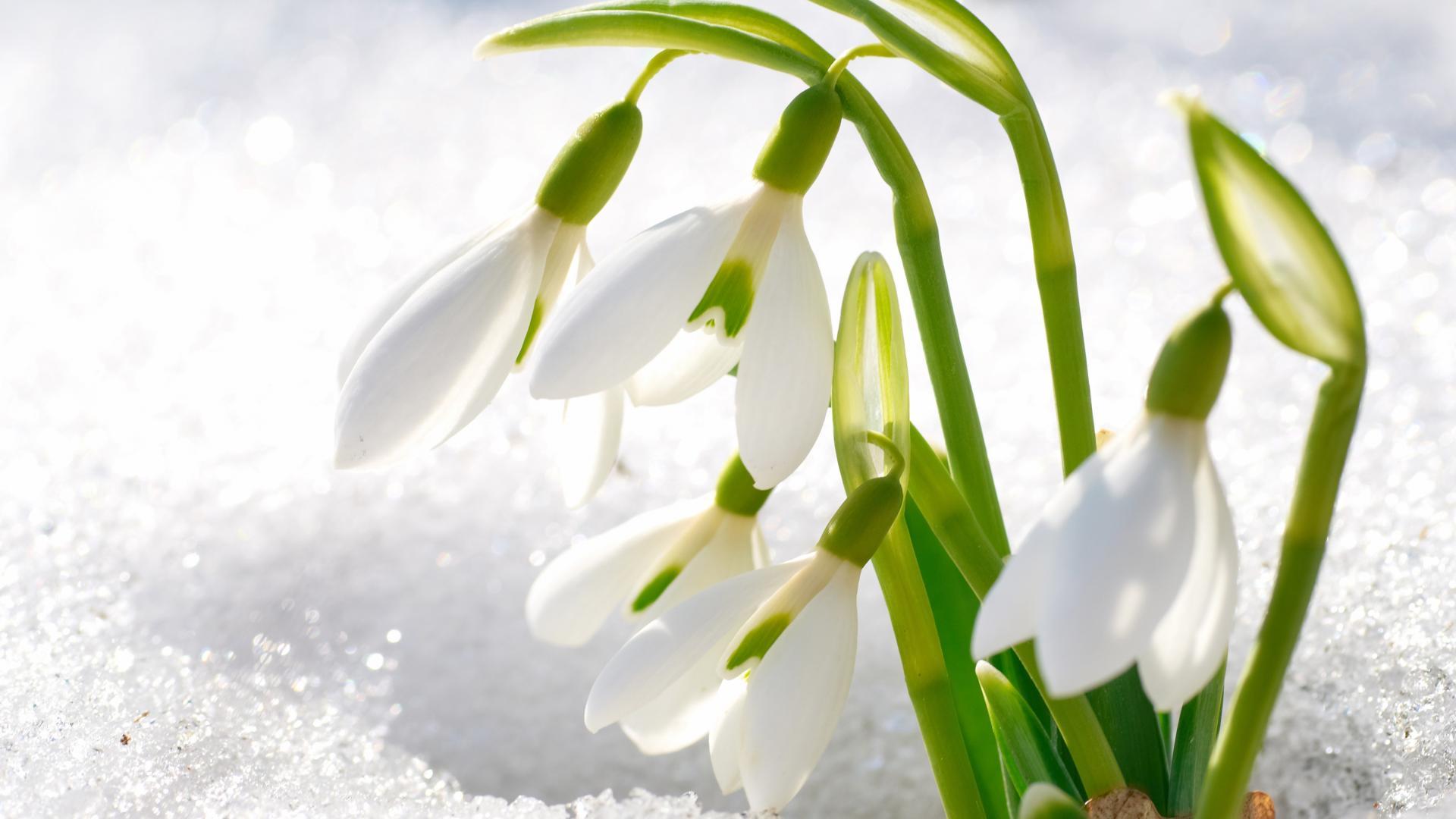 Snowy Flower Wallpapers Wallpaper Cave