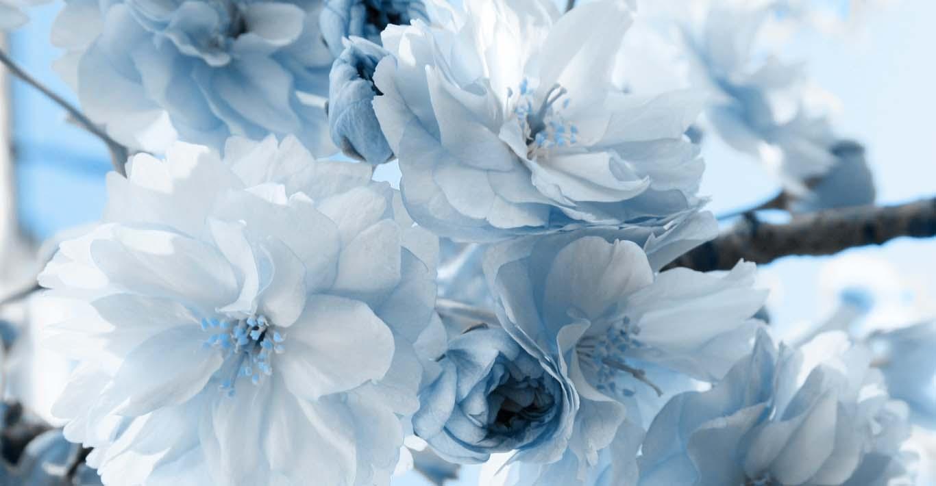 Snowy Flower Wallpapers Wallpaper Cave