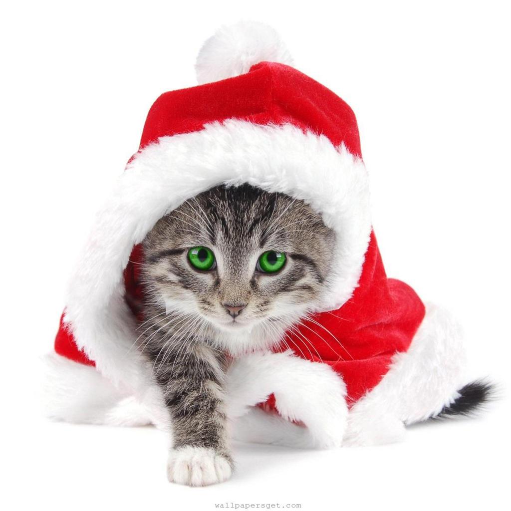 Cute Christmas Cats And Dogs Wallpapers Wallpaper Cave