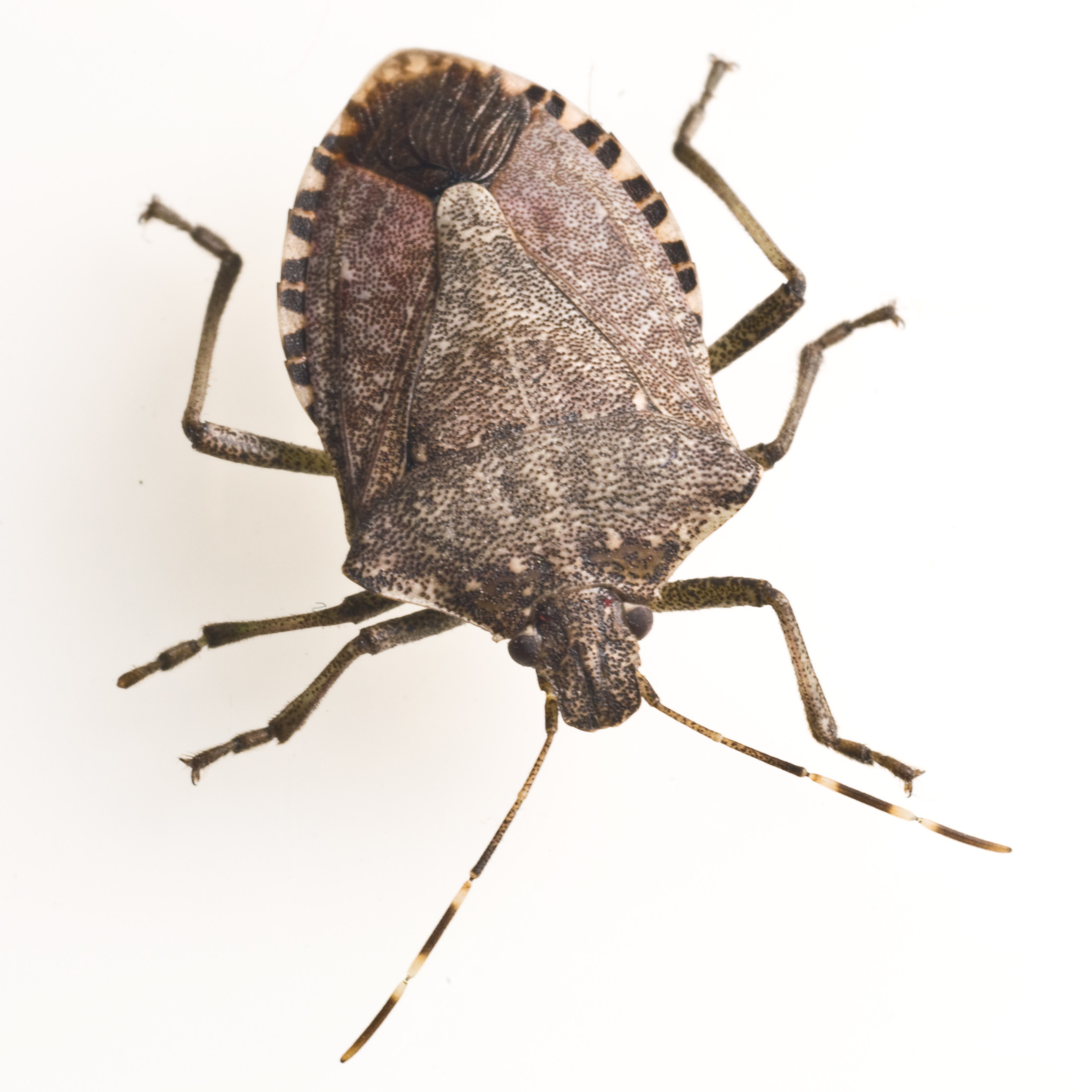 Stink Bugs Wallpapers Wallpaper Cave