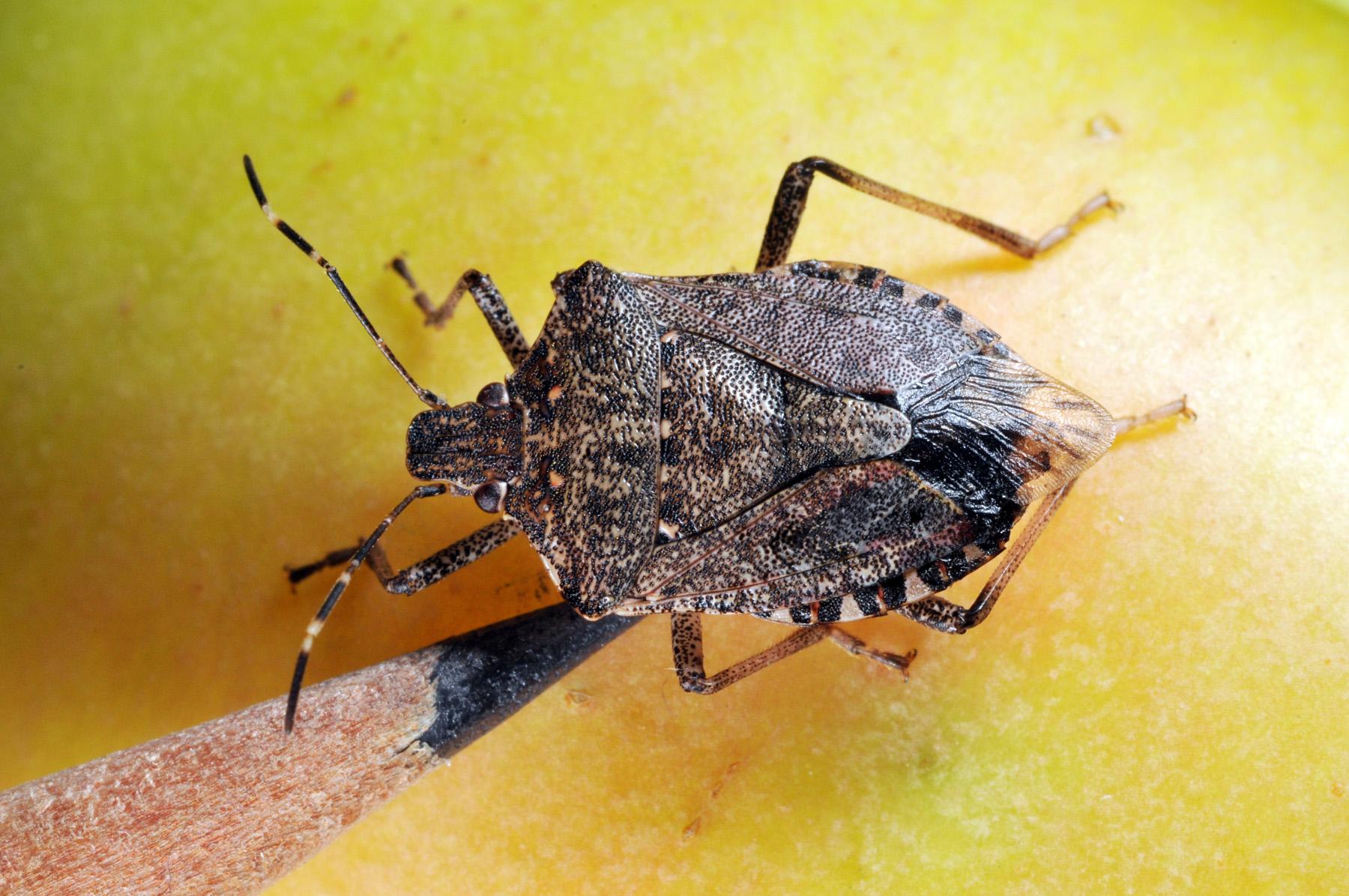 Stink Bugs Wallpapers Wallpaper Cave