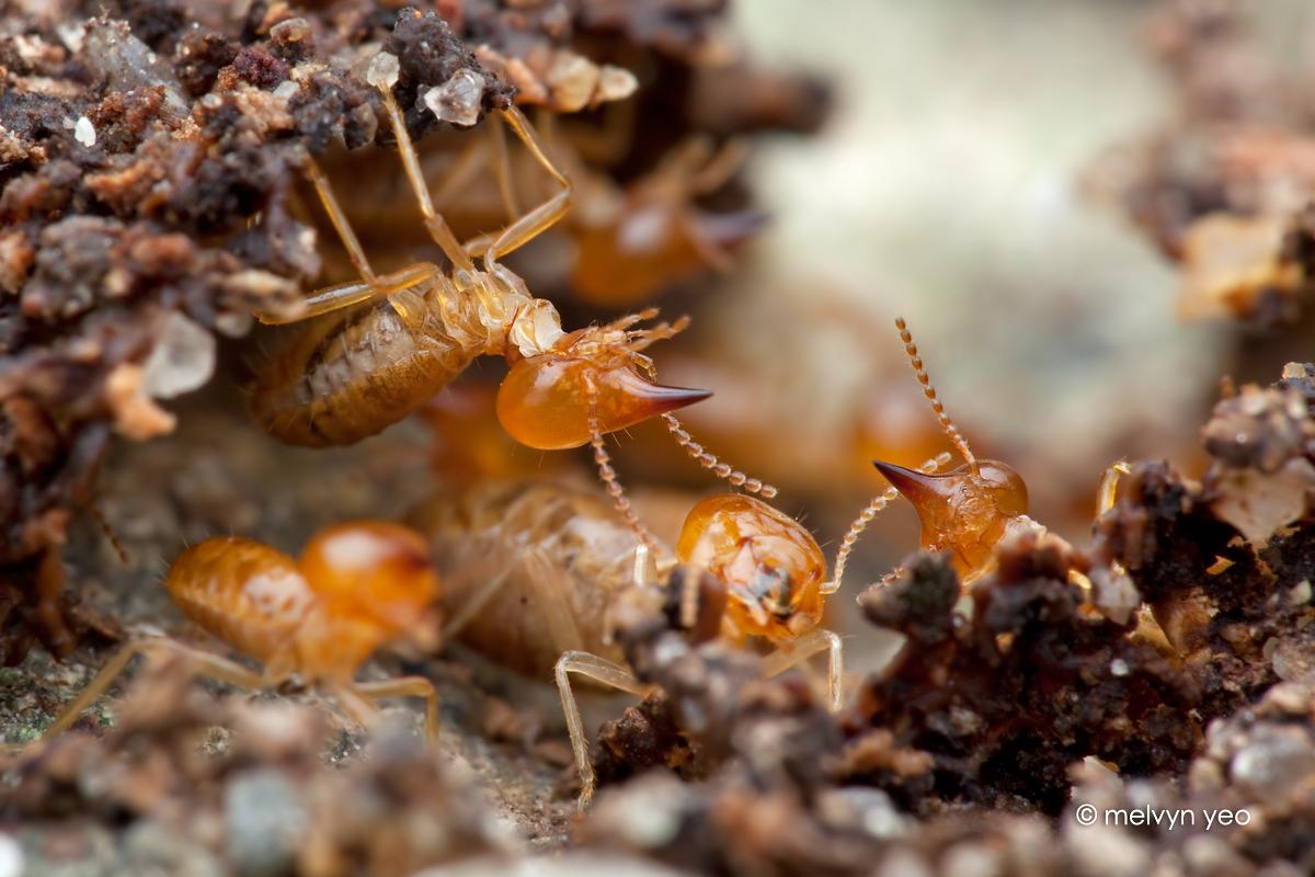 Termite Wallpapers Wallpaper Cave