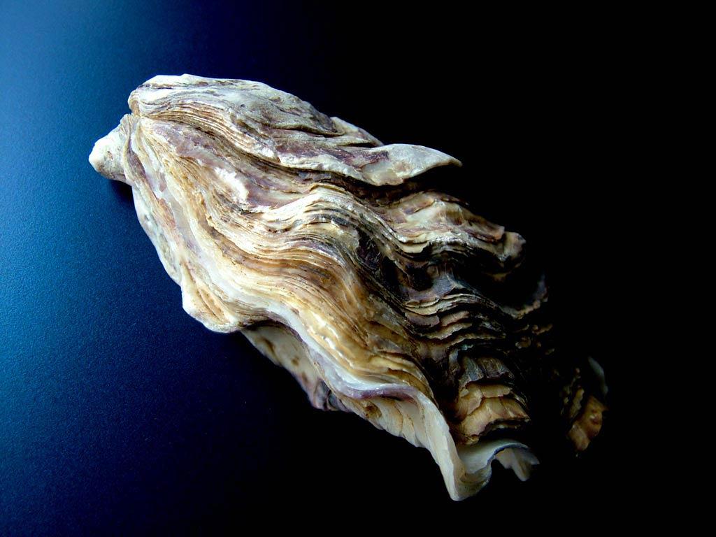 Pacific Oyster Wallpapers Wallpaper Cave