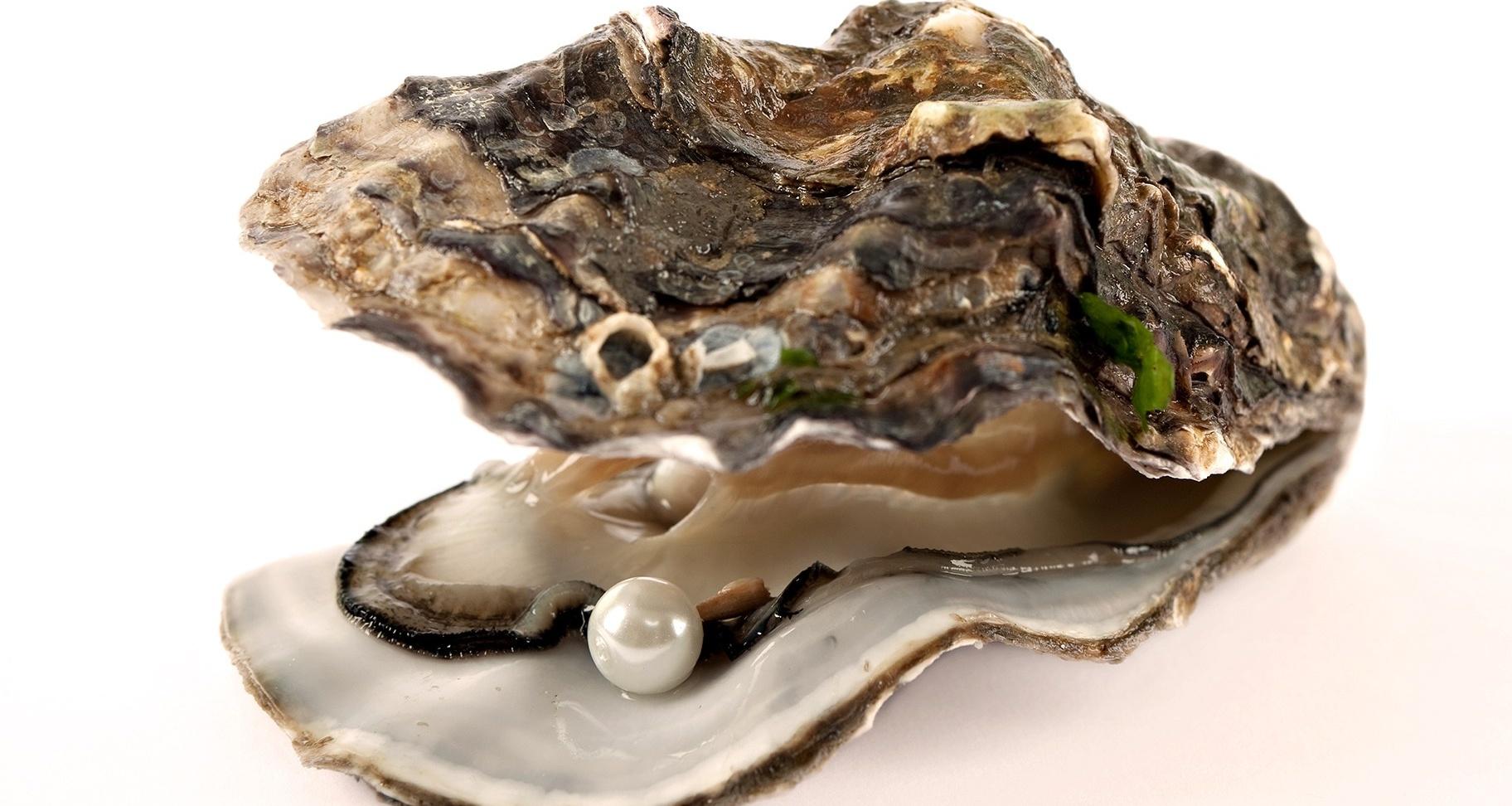Pacific Oyster Wallpapers Wallpaper Cave