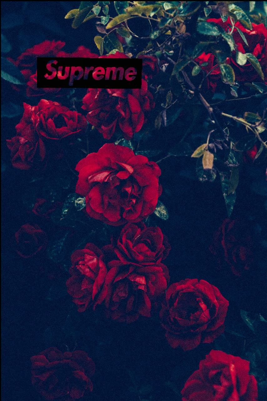 Rose Supreme Anime Wallpapers Wallpaper Cave