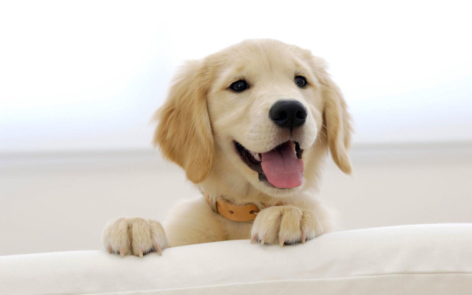 Baby Golden Retrievers Wallpapers Wallpaper Cave