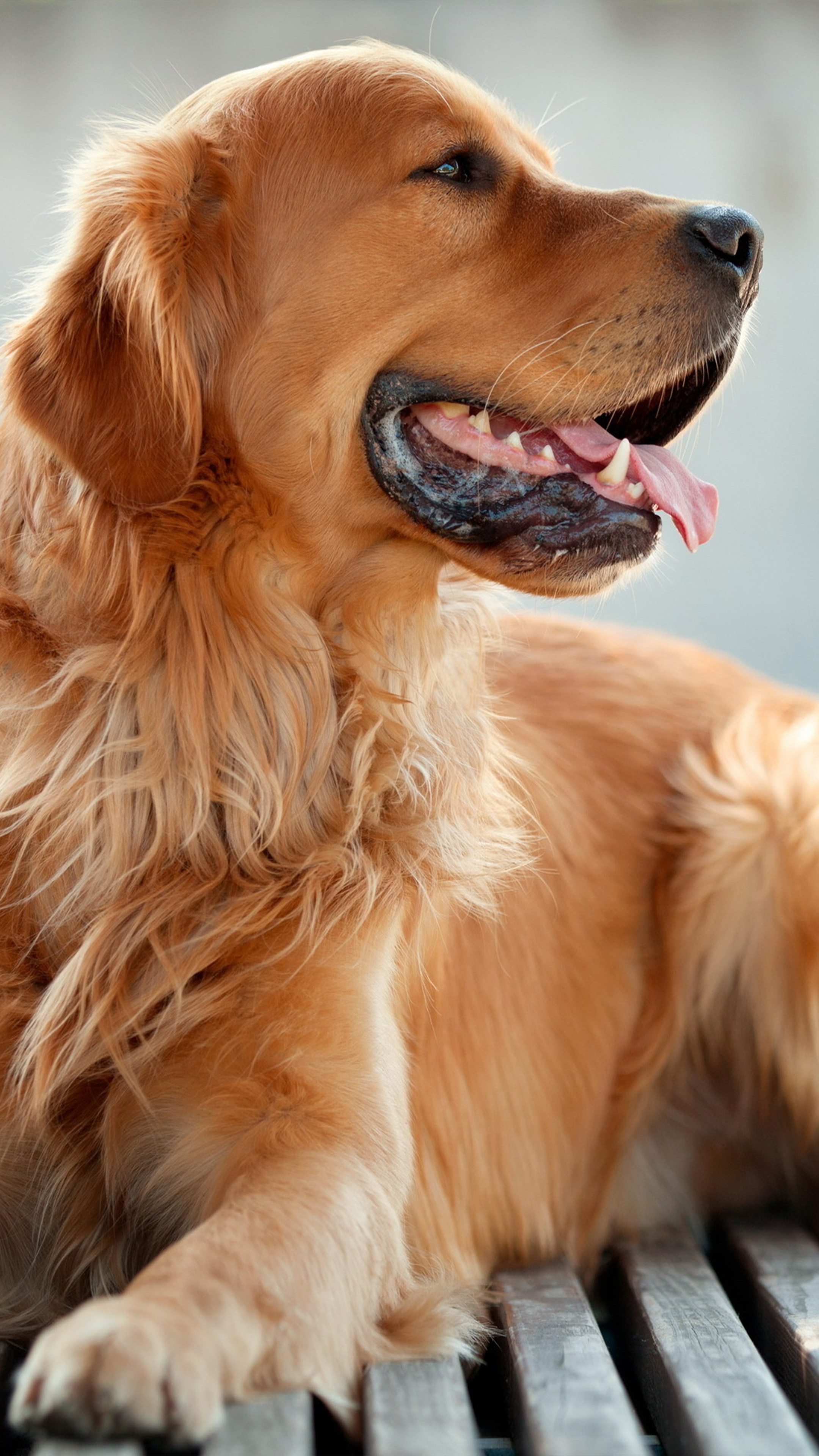 Golden Retriever Puppy Mobile Wallpapers Wallpaper Cave