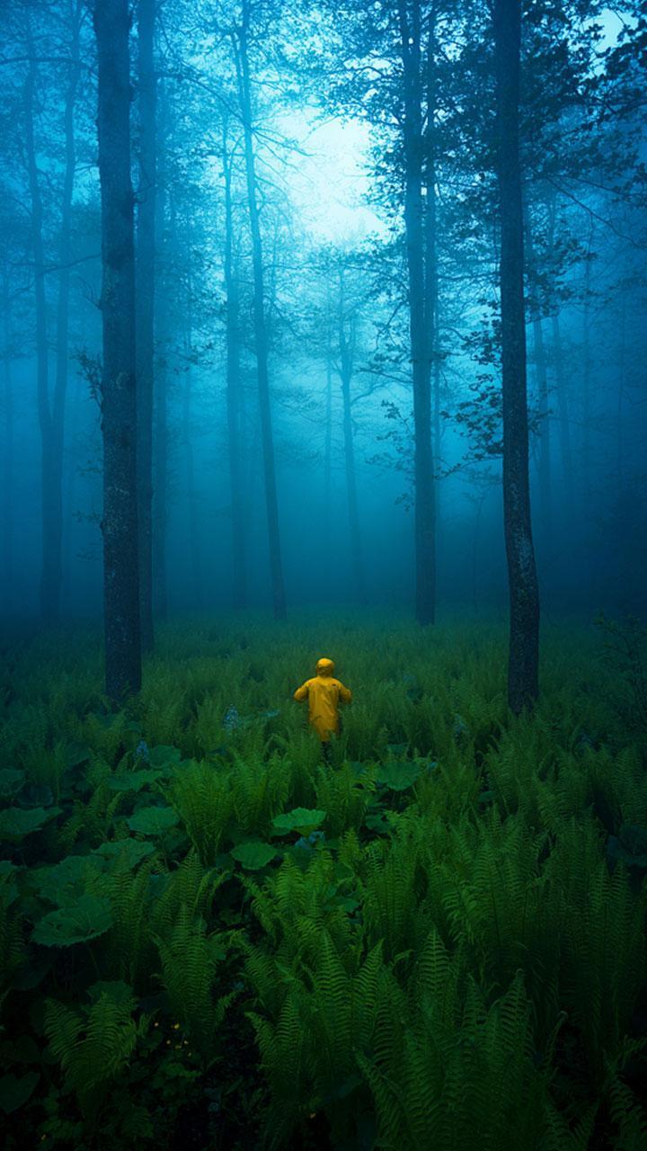 Forest Hd Android Wallpapers Wallpaper Cave