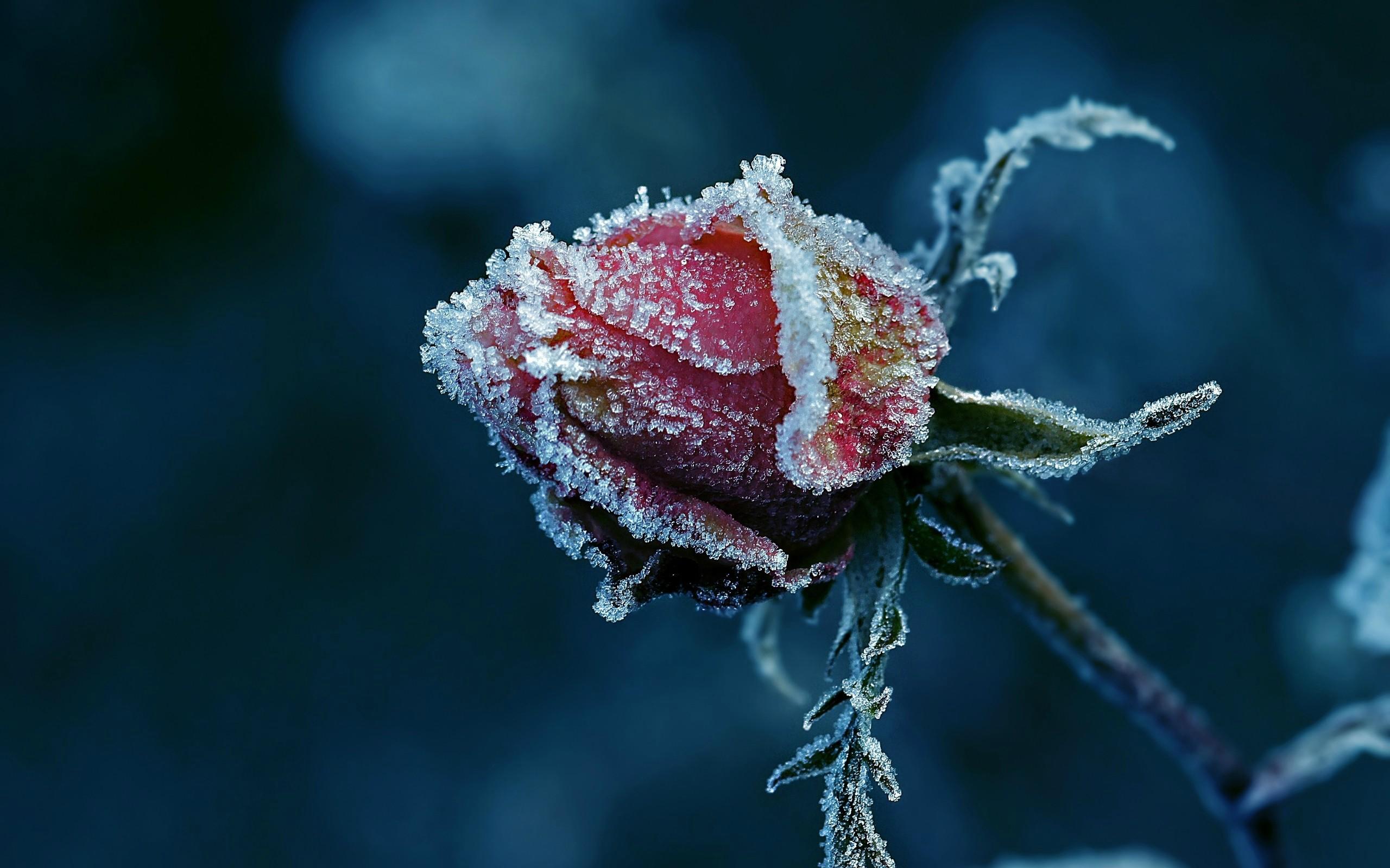 Rose In The Snow Wallpapers Wallpaper Cave