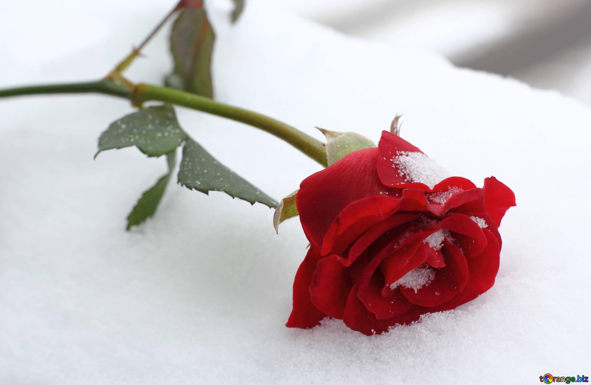 Winter Roses Wallpapers Wallpaper Cave