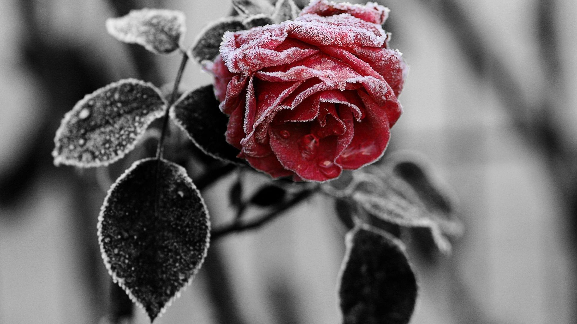 Winter Roses Wallpapers Wallpaper Cave