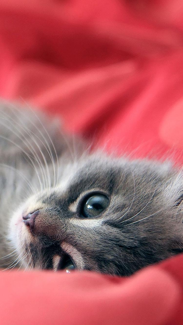 Cat Hd iPhone Wallpapers Wallpaper Cave