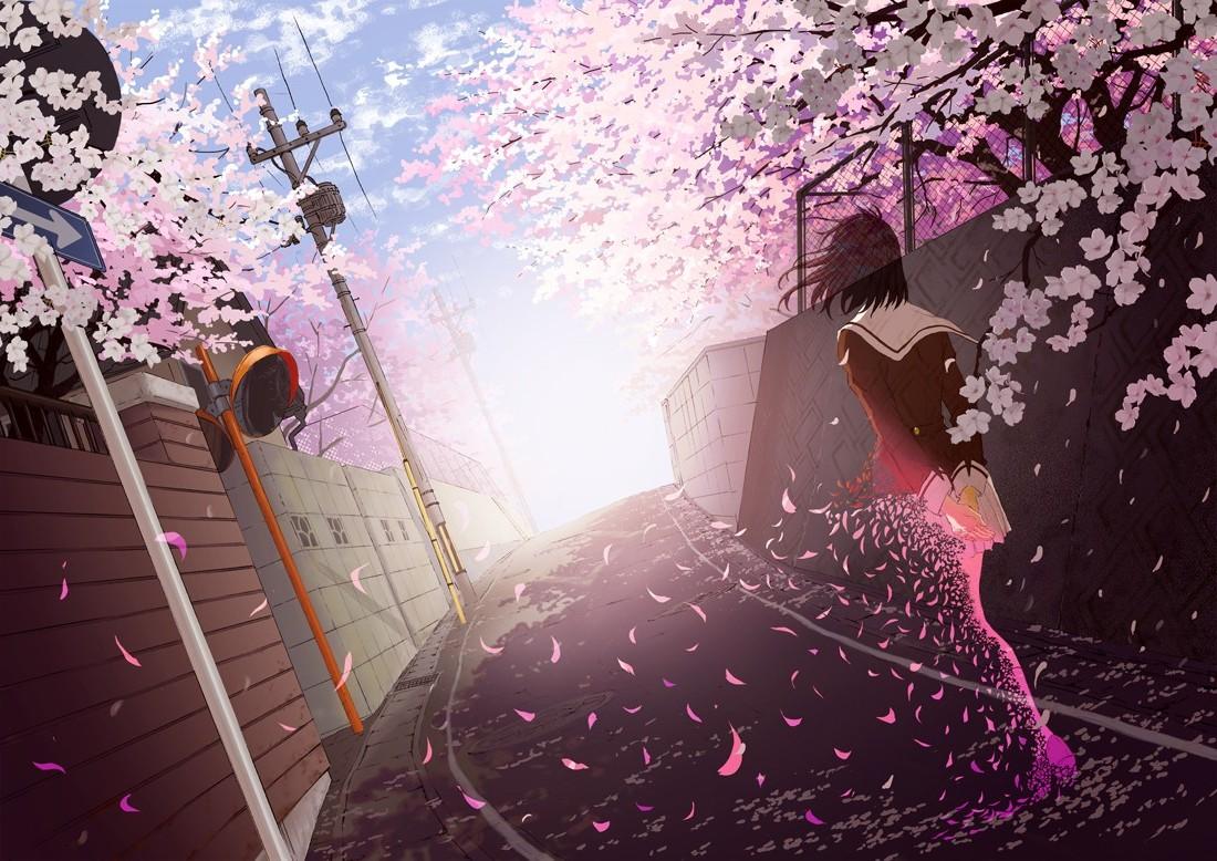Anime Sakura Blossom Wallpapers Wallpaper Cave