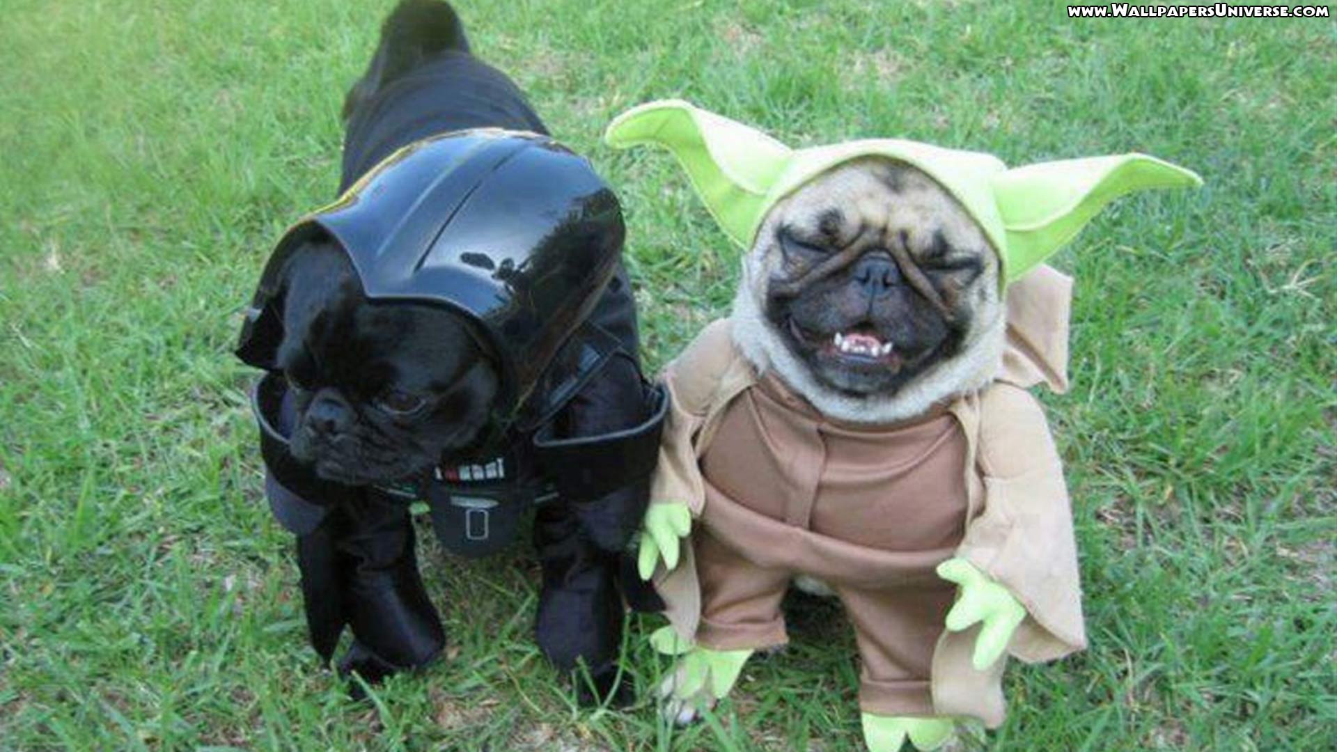 Funny Dog Desktop Wallpapers Wallpaper Cave