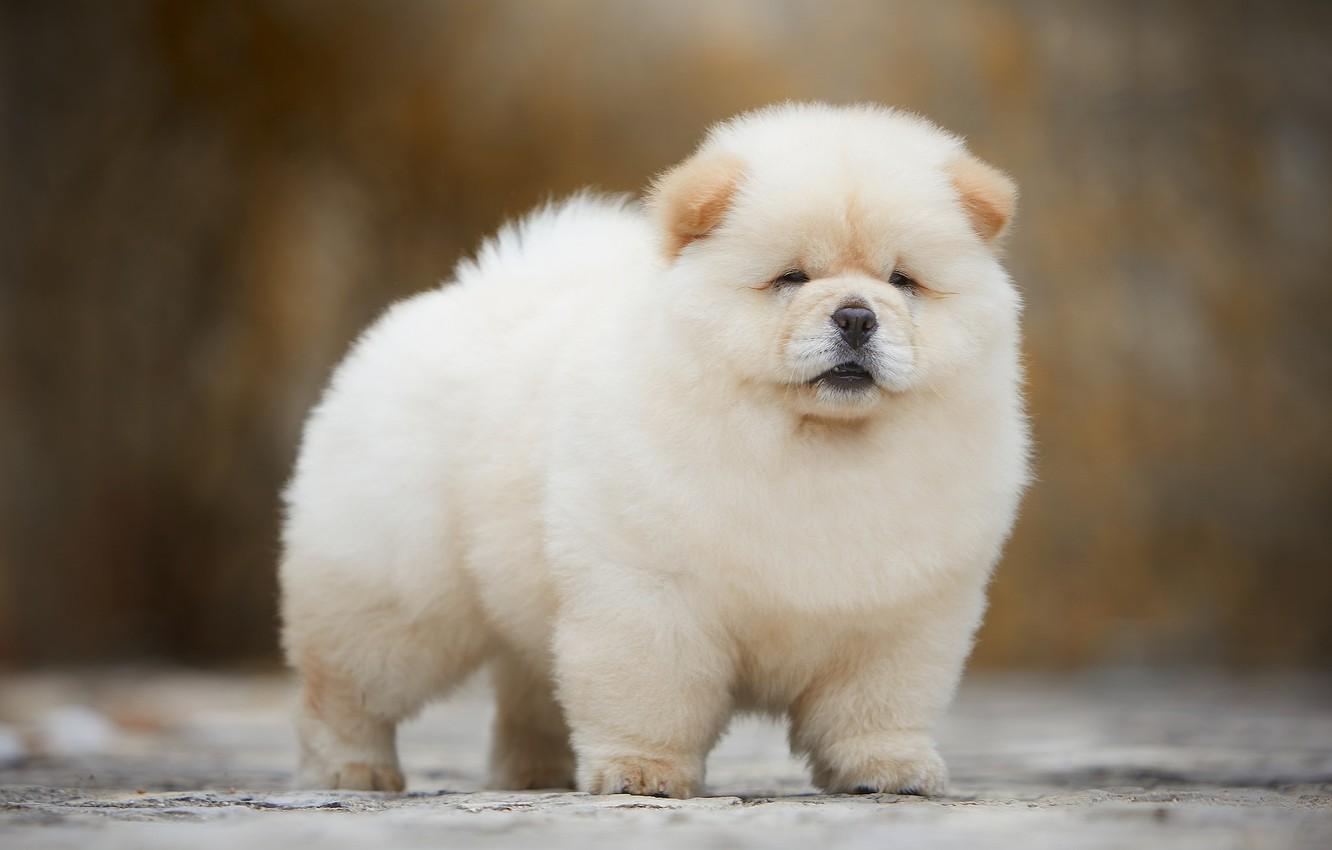 Fluffy Puppies Wallpapers Wallpaper Cave
