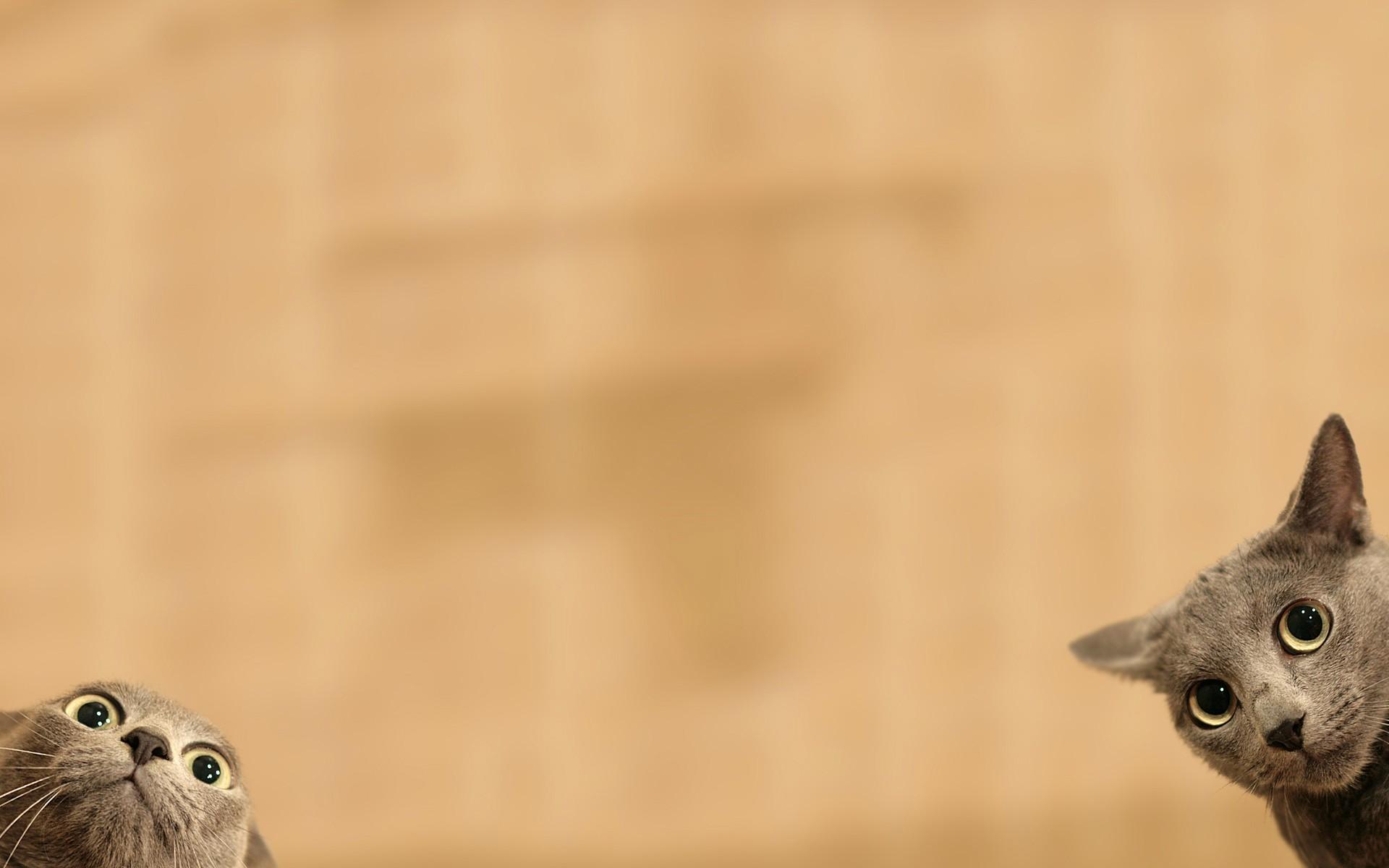 Most Saved Wallpapers Wallpaper Cave