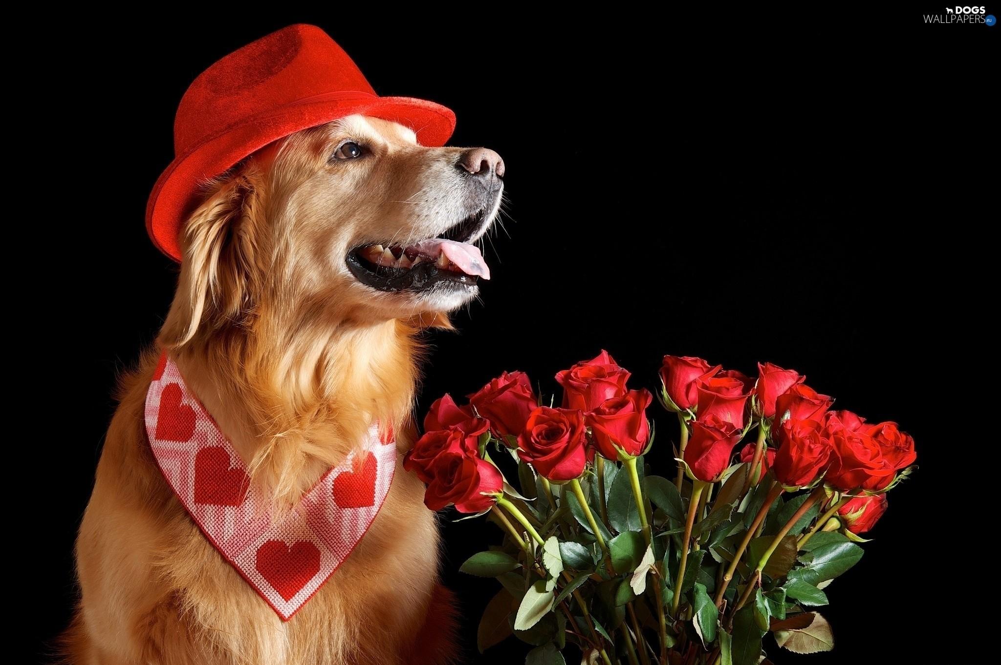 Valentine's Day Cat And Dog Wallpapers Wallpaper Cave