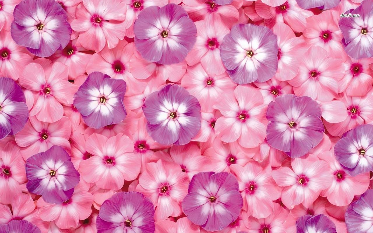 Pink And Purple Flowers Desktop Wallpapers Wallpaper Cave